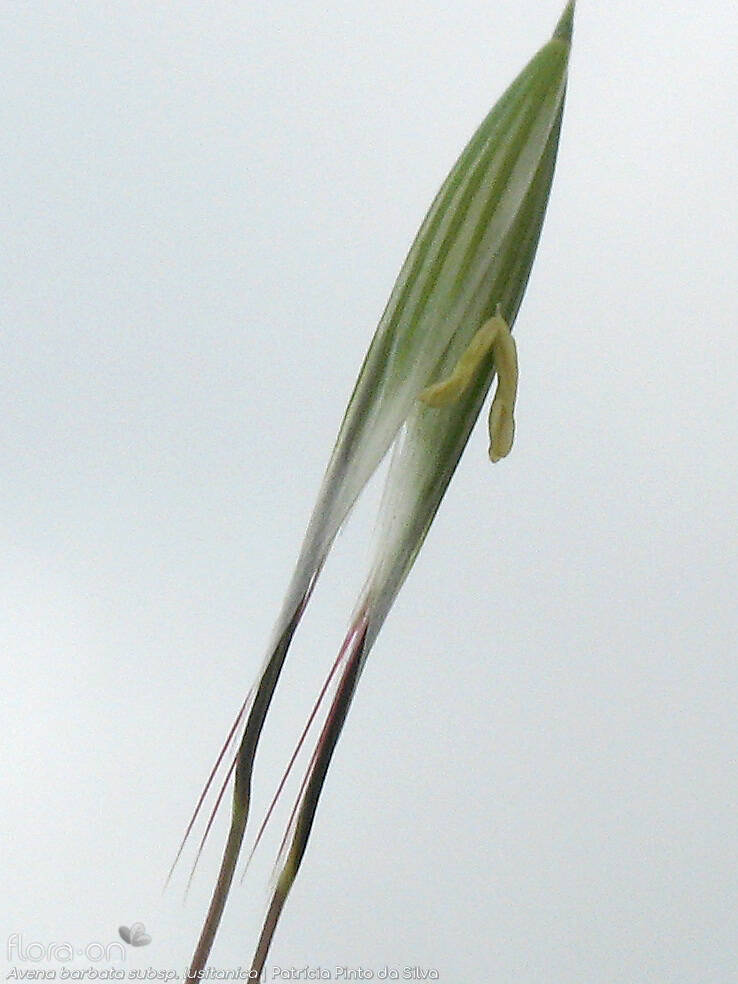 Avena barbata-(1) - Espigueta | Patrícia Pinto da Silva; CC BY-NC 4.0