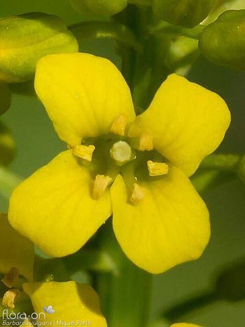 Barbarea vulgaris - Flor (close-up) | Miguel Porto; CC BY-NC 4.0