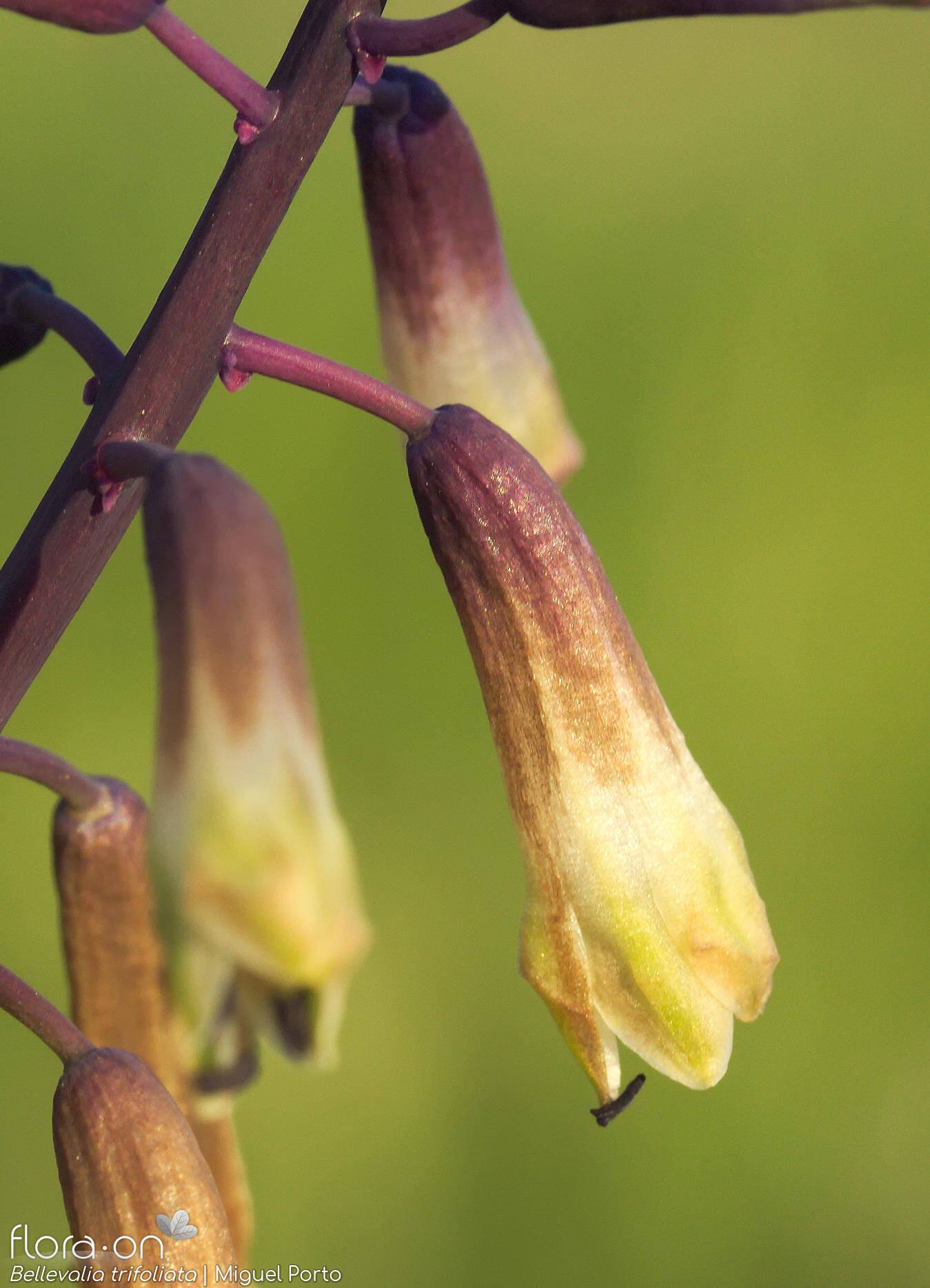 Bellevalia trifoliata - Flor (close-up) | Miguel Porto; CC BY-NC 4.0