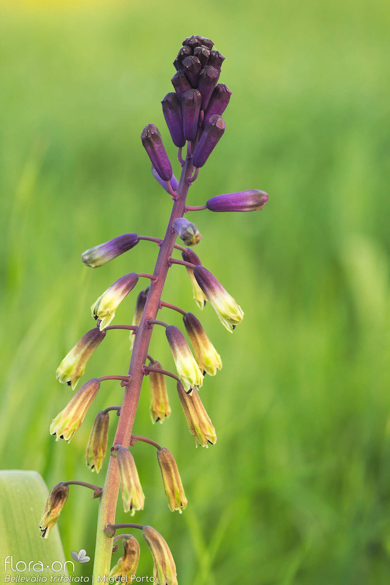 Bellevalia trifoliata - Flor (geral) | Miguel Porto; CC BY-NC 4.0
