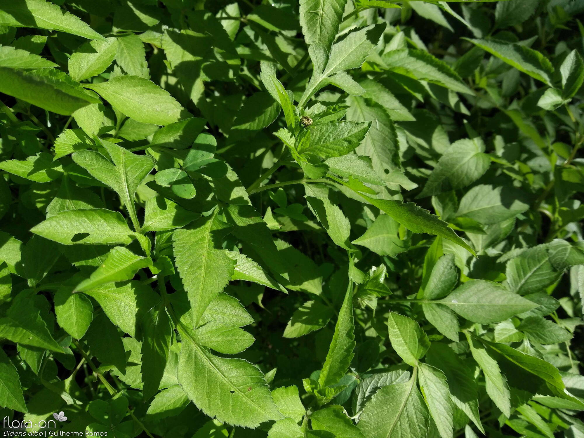 Bidens alba - Folha (geral) | Guilherme Ramos; CC BY-NC 4.0