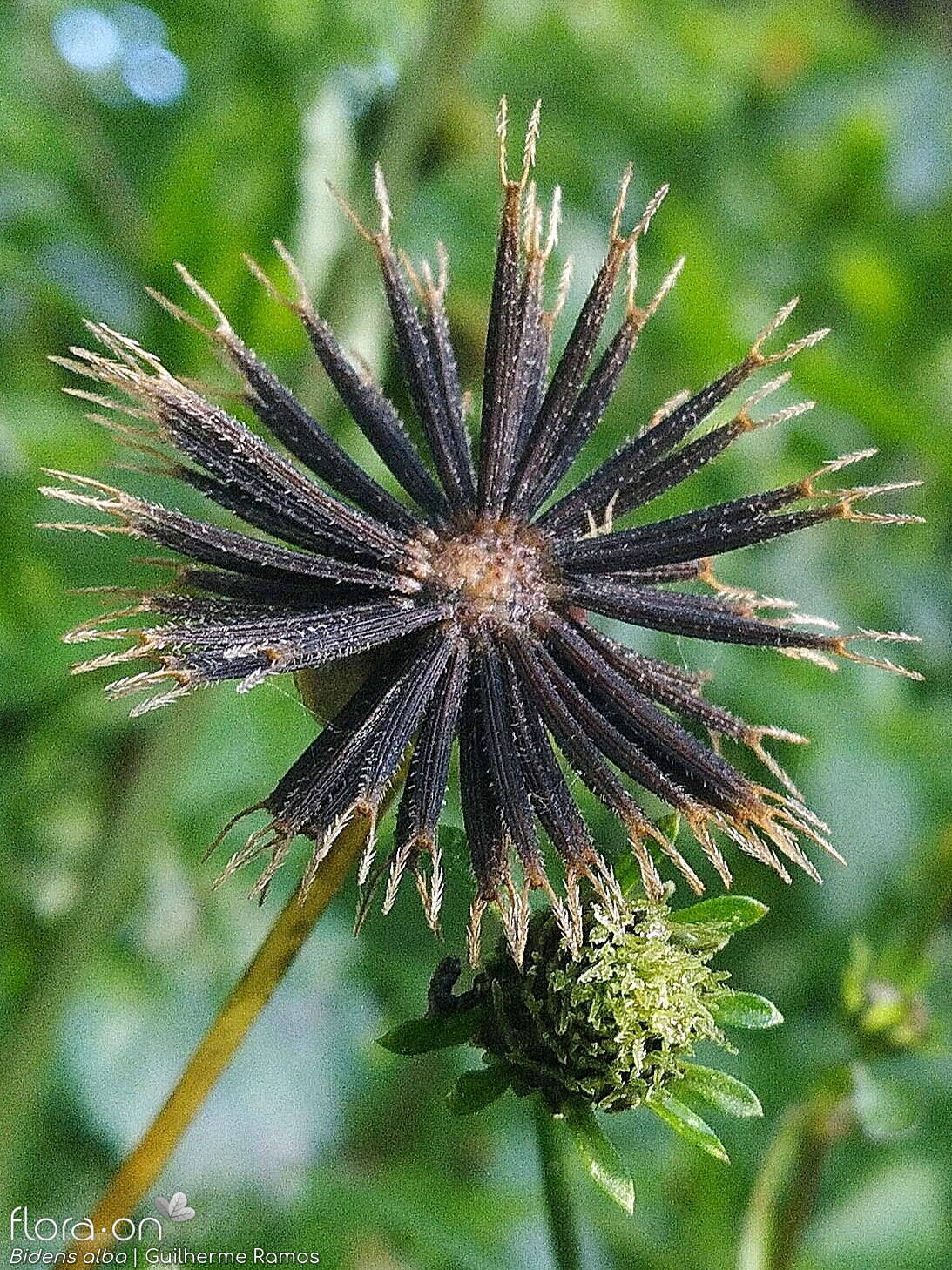 Bidens alba - Capítulo frutífero | Guilherme Ramos; CC BY-NC 4.0