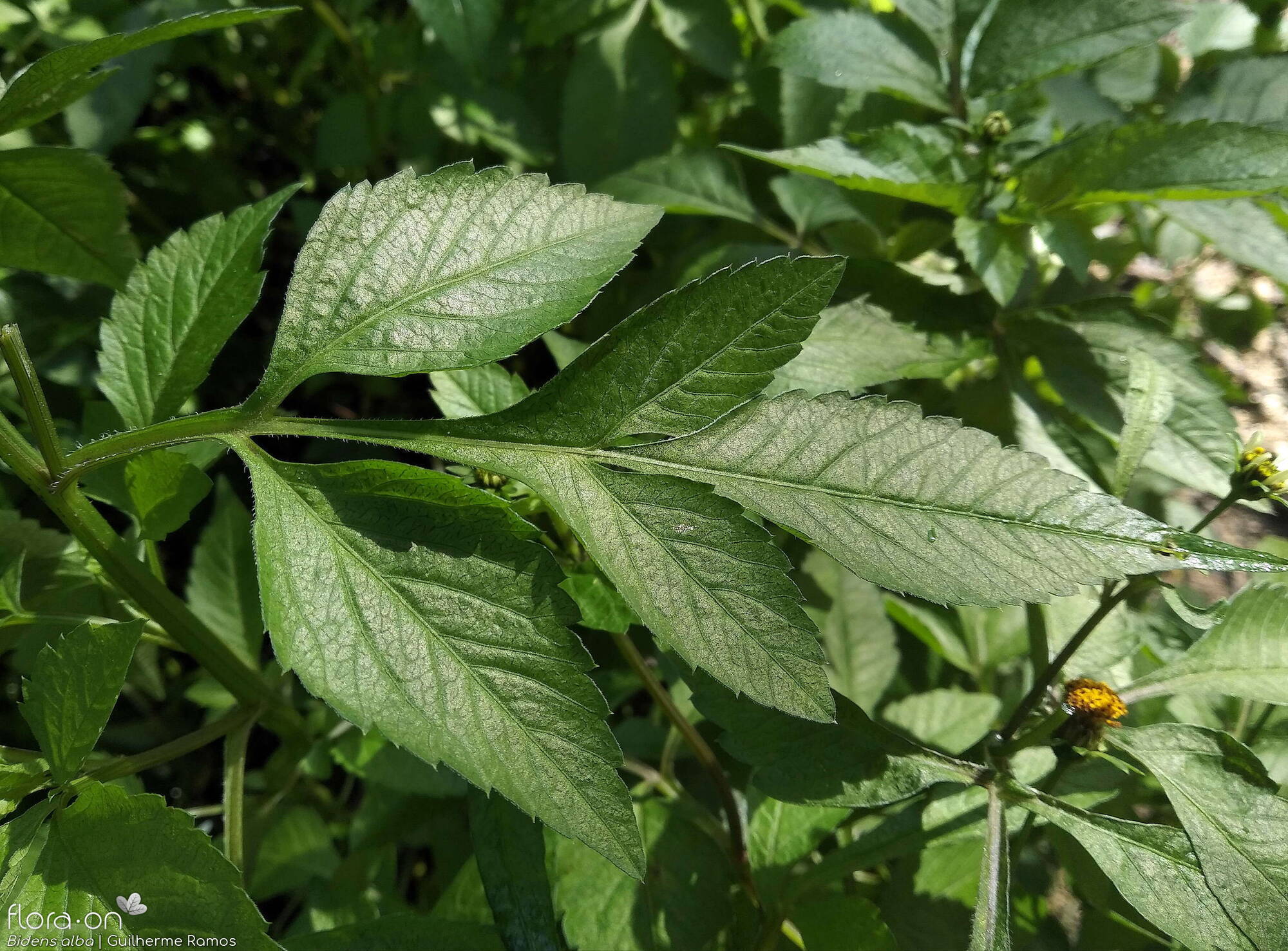 Bidens alba - Folha | Guilherme Ramos; CC BY-NC 4.0