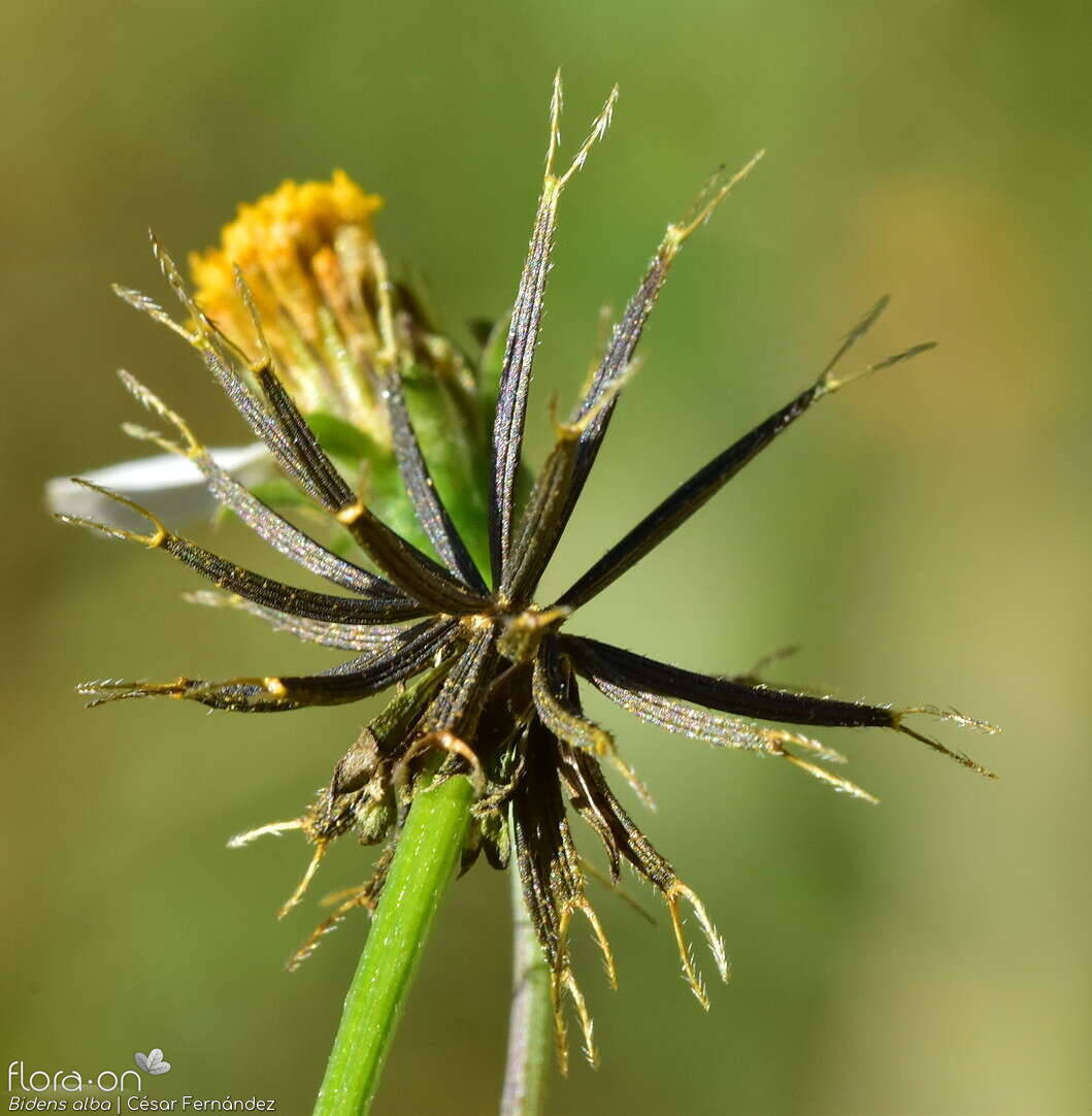 Bidens alba - Fruto | César Fernández; CC BY-NC 4.0