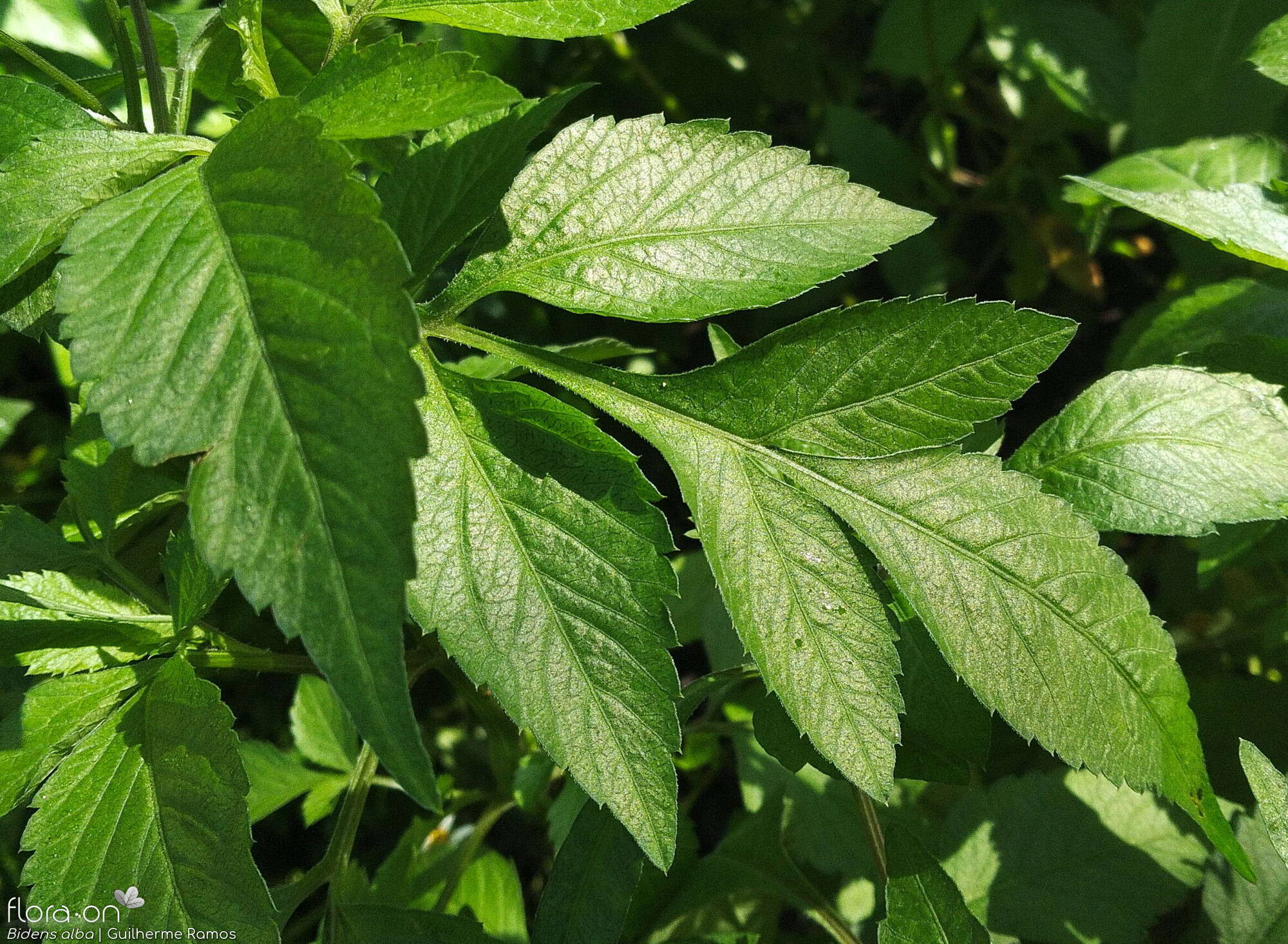 Bidens alba - Folha | Guilherme Ramos; CC BY-NC 4.0