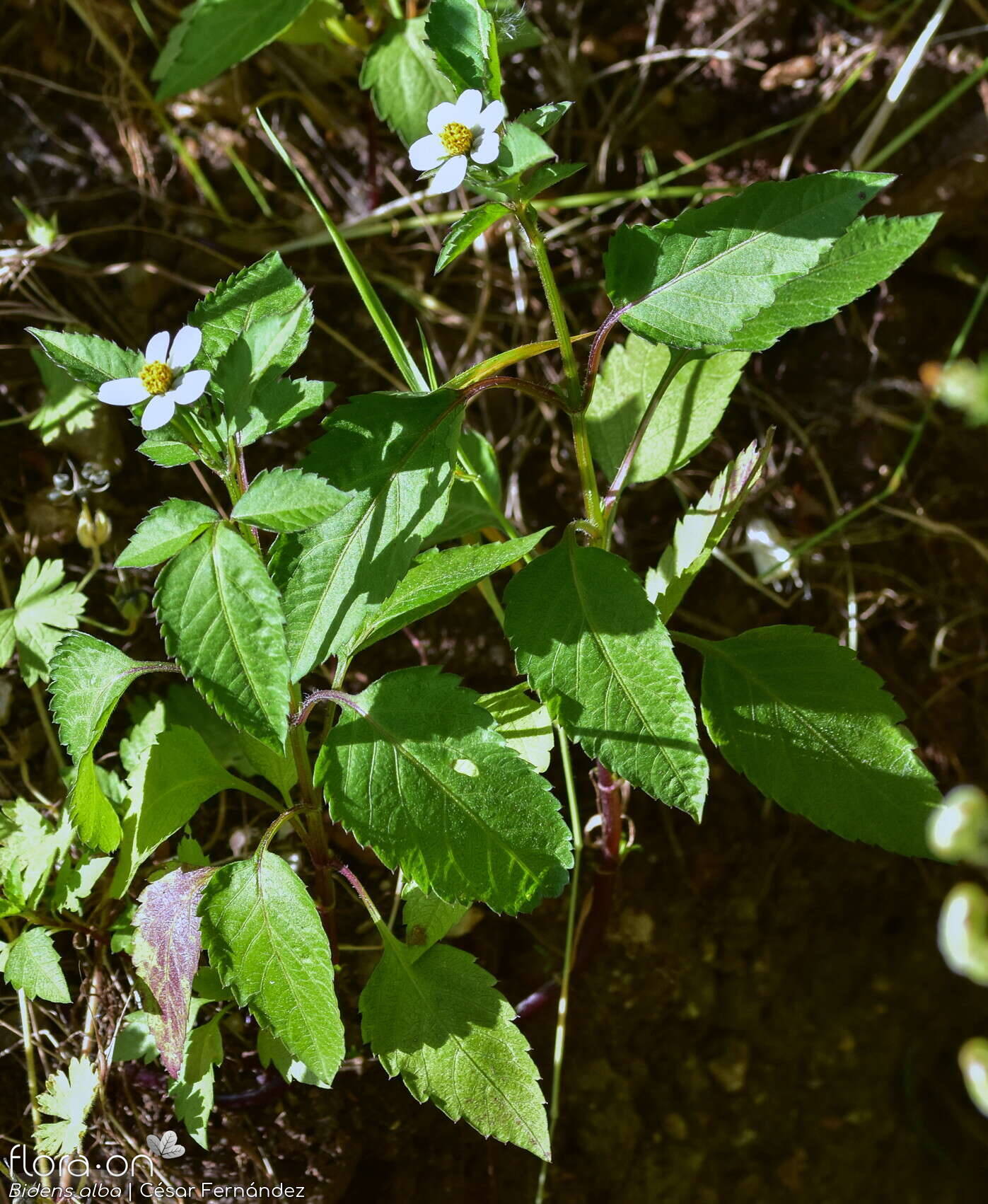 Bidens alba - Hábito | César Fernández; CC BY-NC 4.0