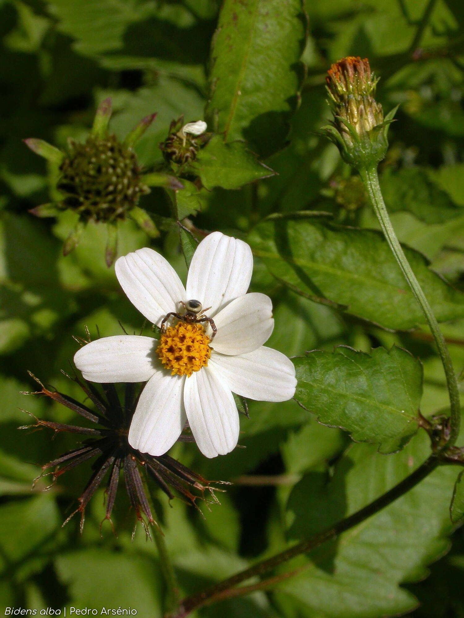 Bidens alba - Flor (geral) | Pedro Arsénio; CC BY-NC 4.0