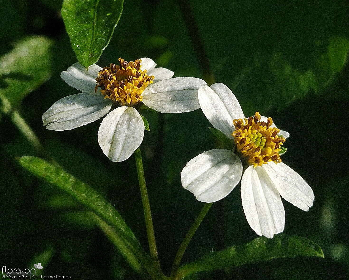 Bidens alba - Flor (geral) | Guilherme Ramos; CC BY-NC 4.0