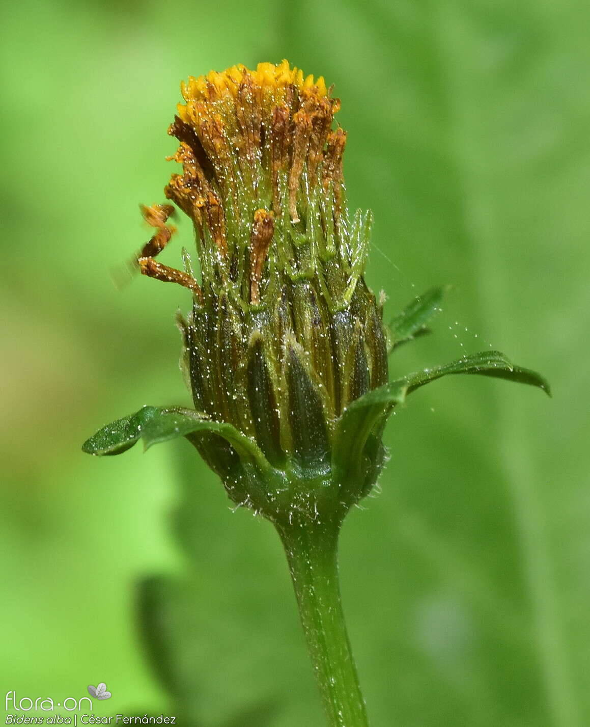 Bidens alba - Capítulo | César Fernández; CC BY-NC 4.0