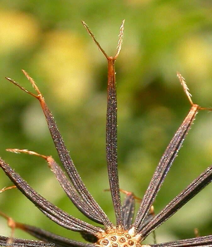 Bidens alba - Semente | Pedro Arsénio; CC BY-NC 4.0