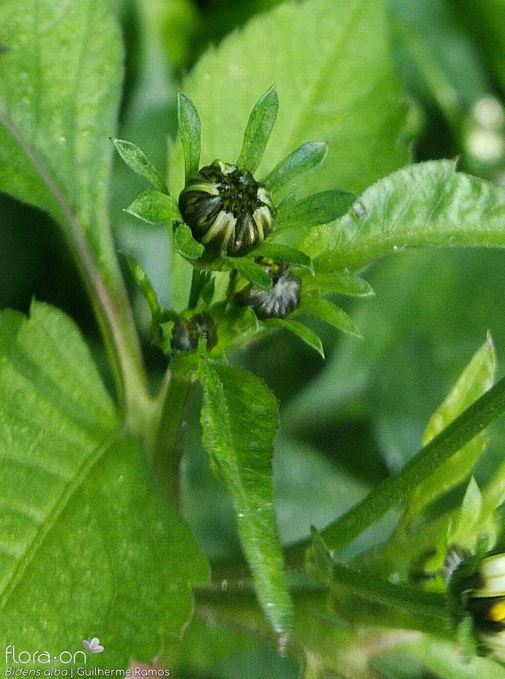 Bidens alba - Botão | Guilherme Ramos; CC BY-NC 4.0