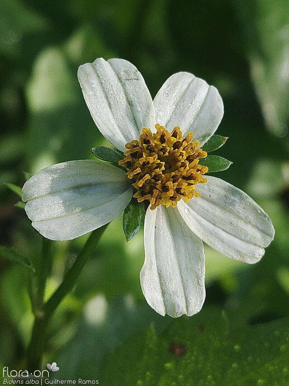 Bidens alba - Capítulo | Guilherme Ramos; CC BY-NC 4.0
