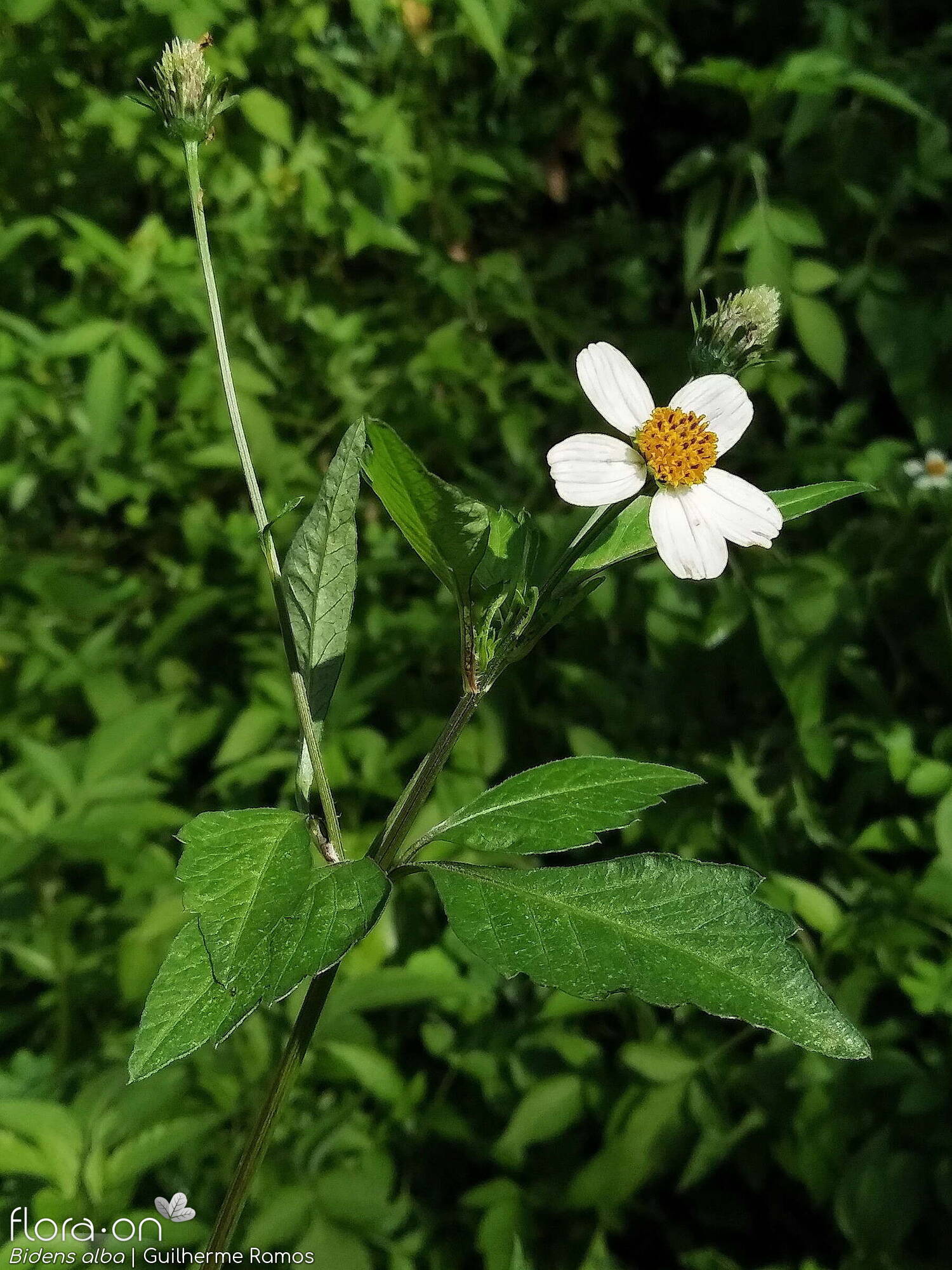 Bidens alba - Flor (geral) | Guilherme Ramos; CC BY-NC 4.0