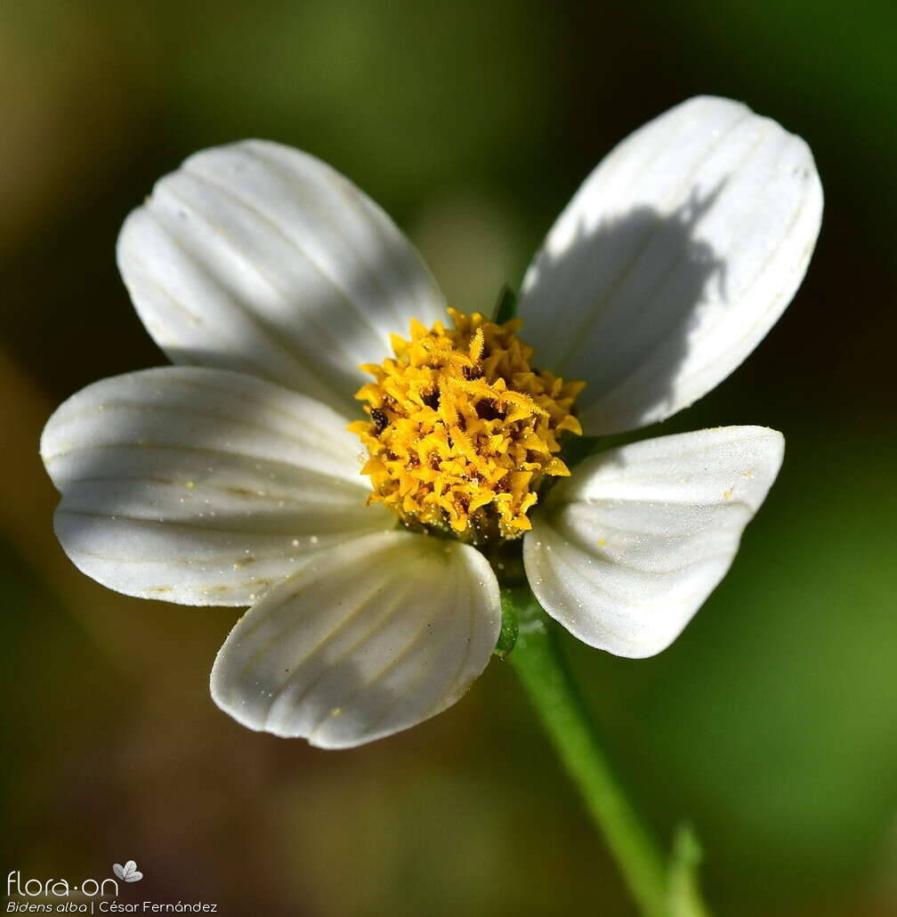 Bidens alba - Capítulo | César Fernández; CC BY-NC 4.0