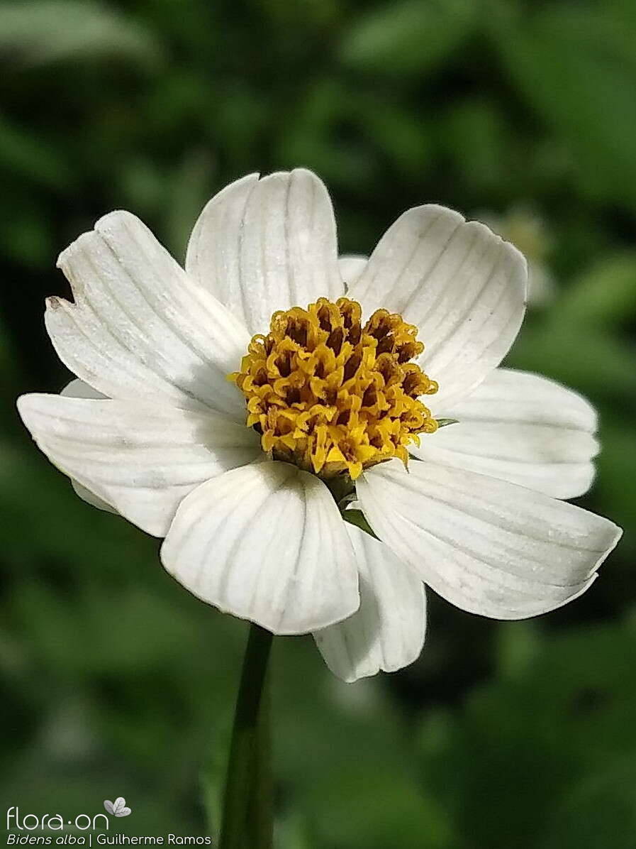 Bidens alba - Capítulo | Guilherme Ramos; CC BY-NC 4.0