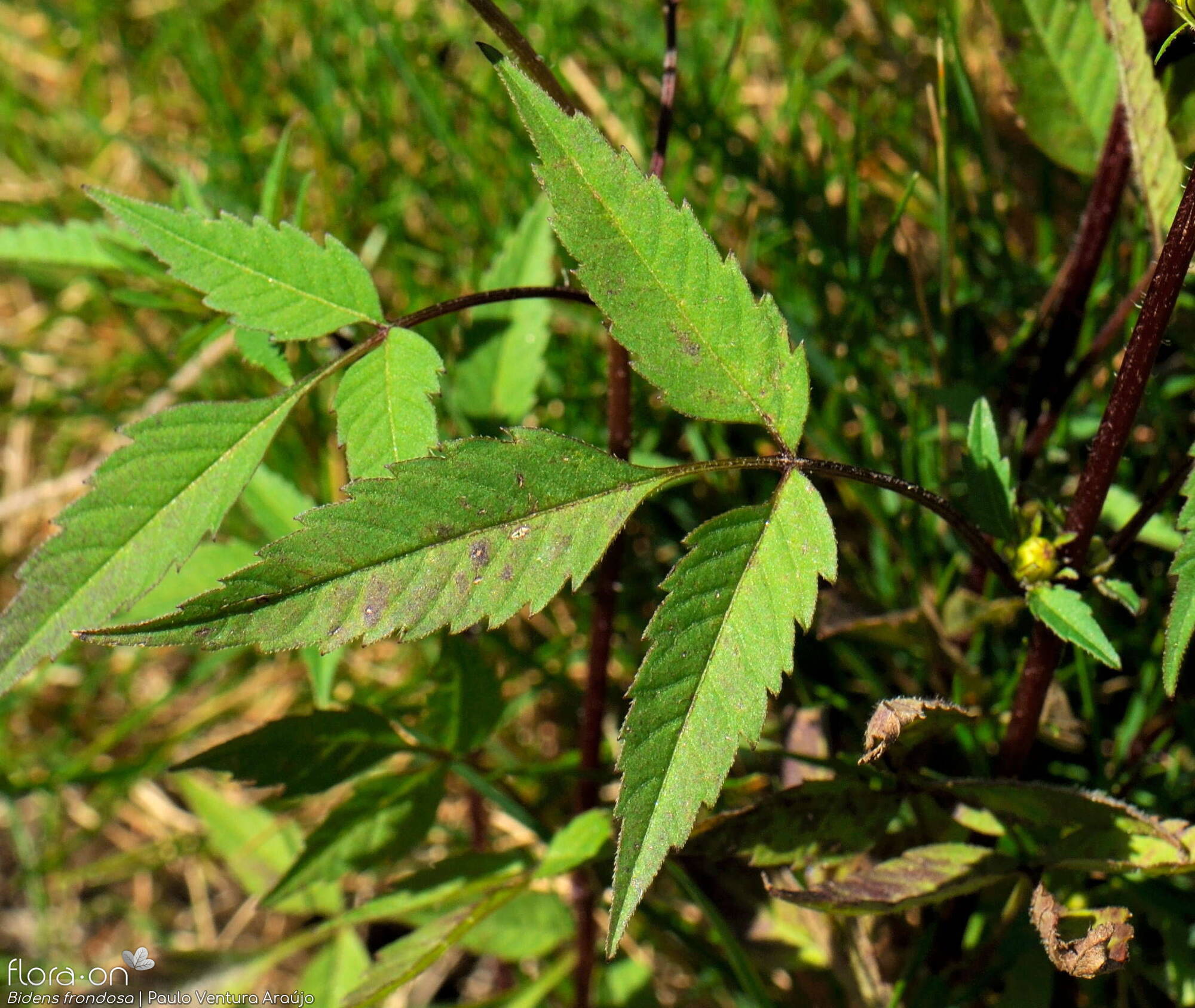 Bidens frondosa - Folha | Paulo Ventura Araújo; CC BY-NC 4.0
