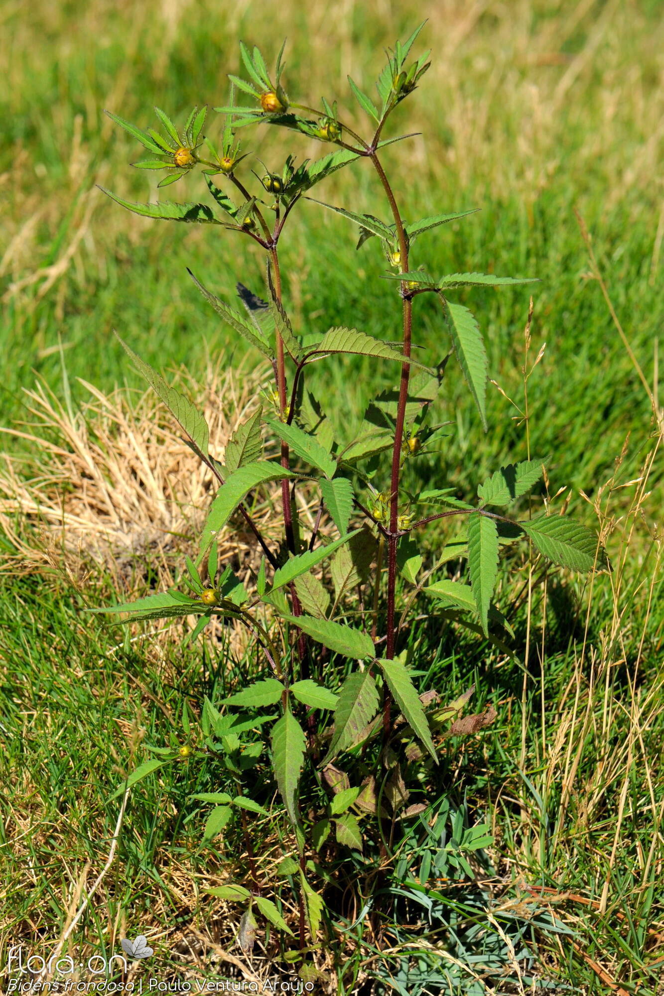 Bidens frondosa - Hábito | Paulo Ventura Araújo; CC BY-NC 4.0
