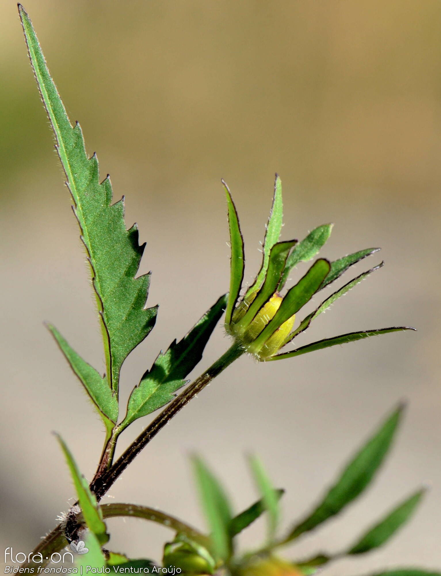 Bidens frondosa - Botão | Paulo Ventura Araújo; CC BY-NC 4.0