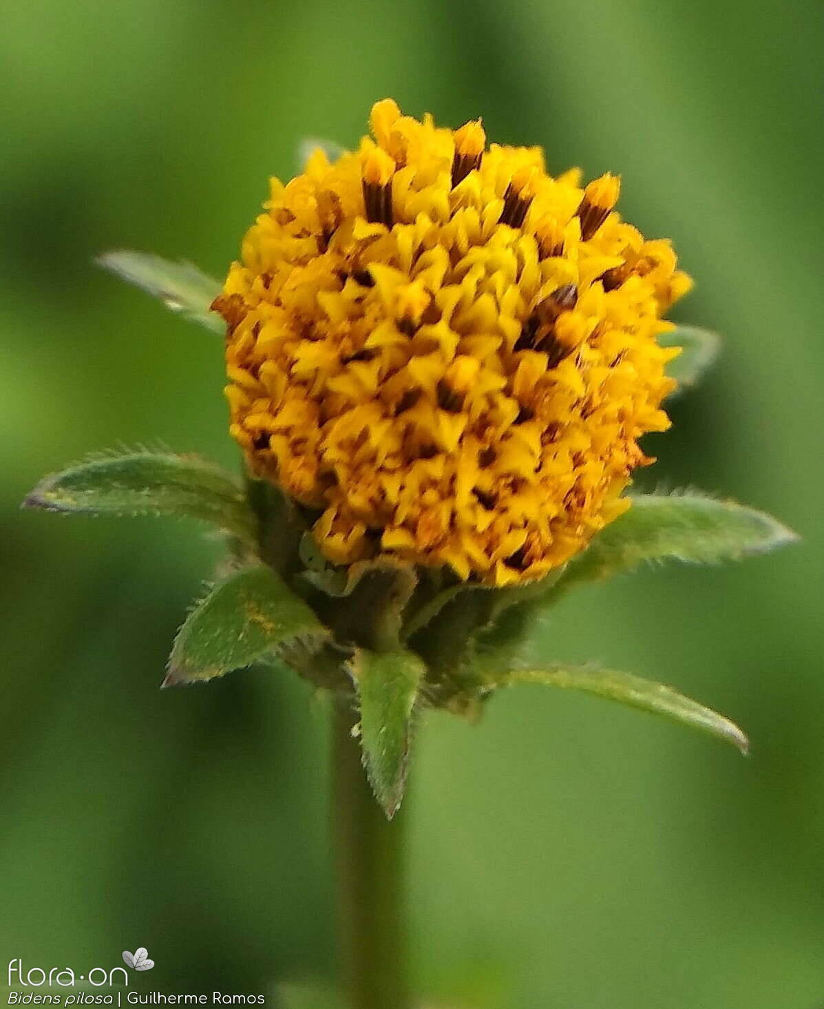 Bidens pilosa-(1) - Capítulo | Guilherme Ramos; CC BY-NC 4.0