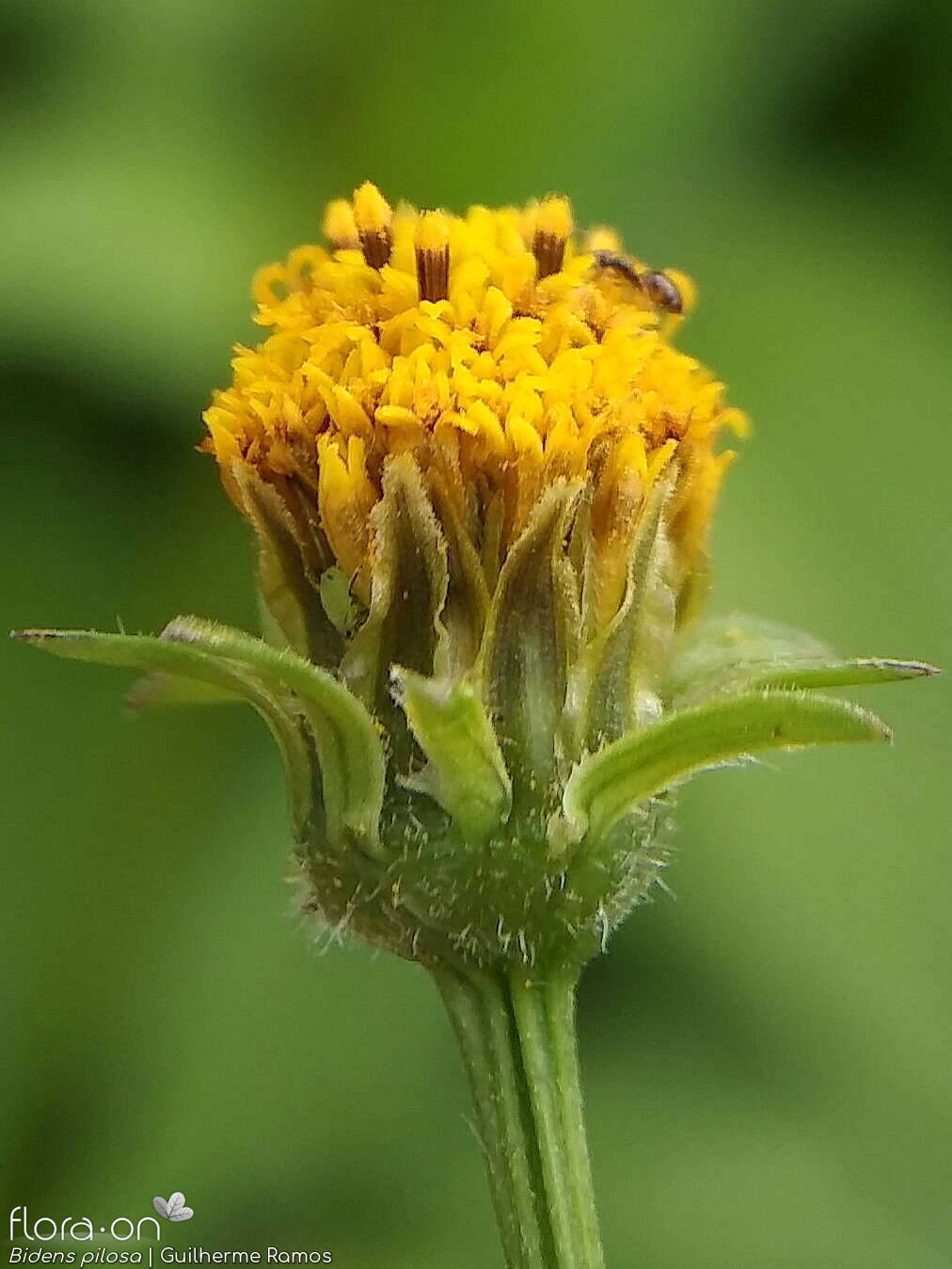 Bidens pilosa-(1) - Bráctea | Guilherme Ramos; CC BY-NC 4.0