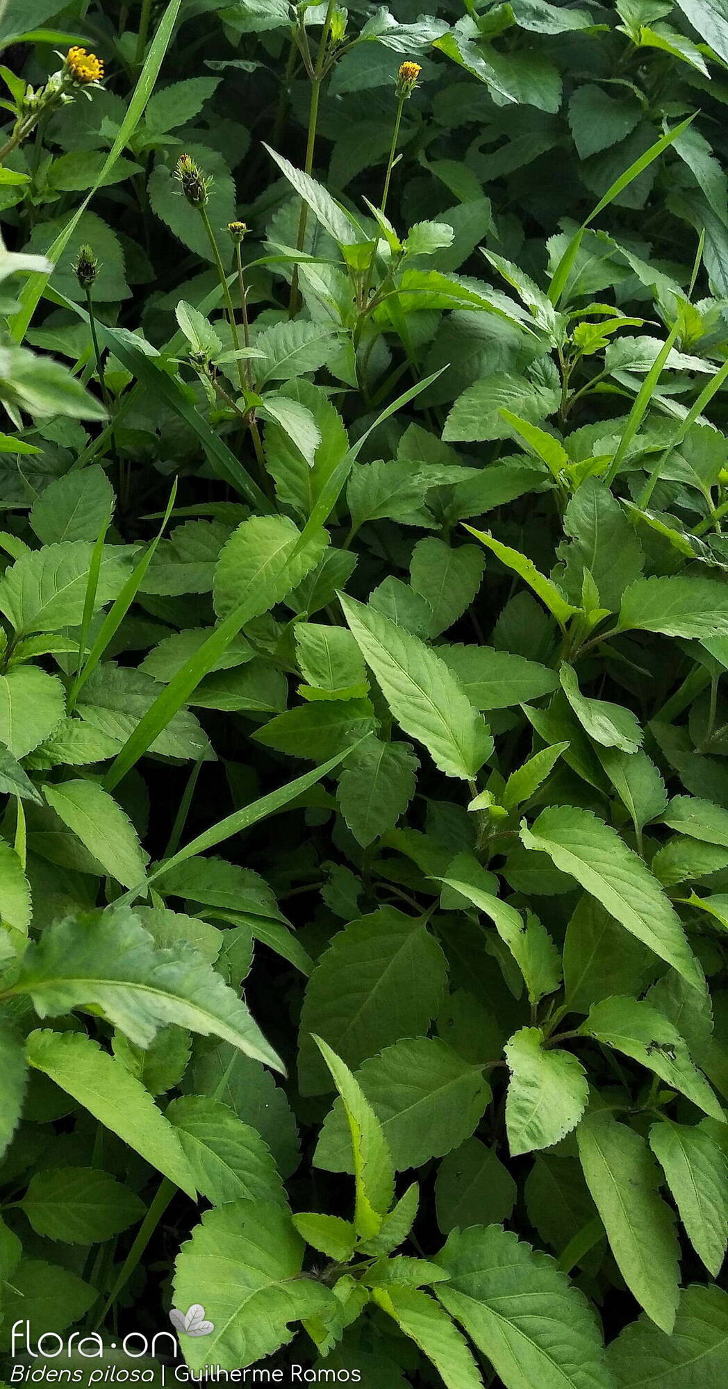 Bidens pilosa-(1) - Folha (geral) | Guilherme Ramos; CC BY-NC 4.0