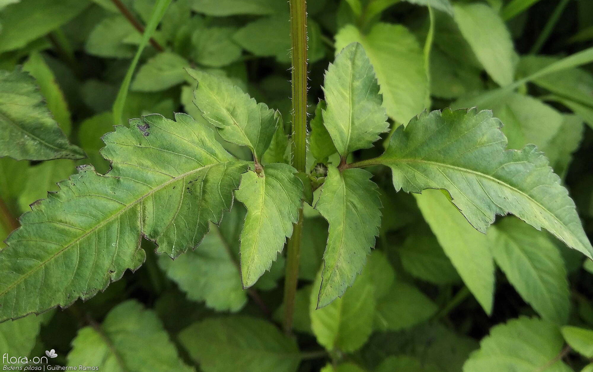 Bidens pilosa-(1) - Folha | Guilherme Ramos; CC BY-NC 4.0