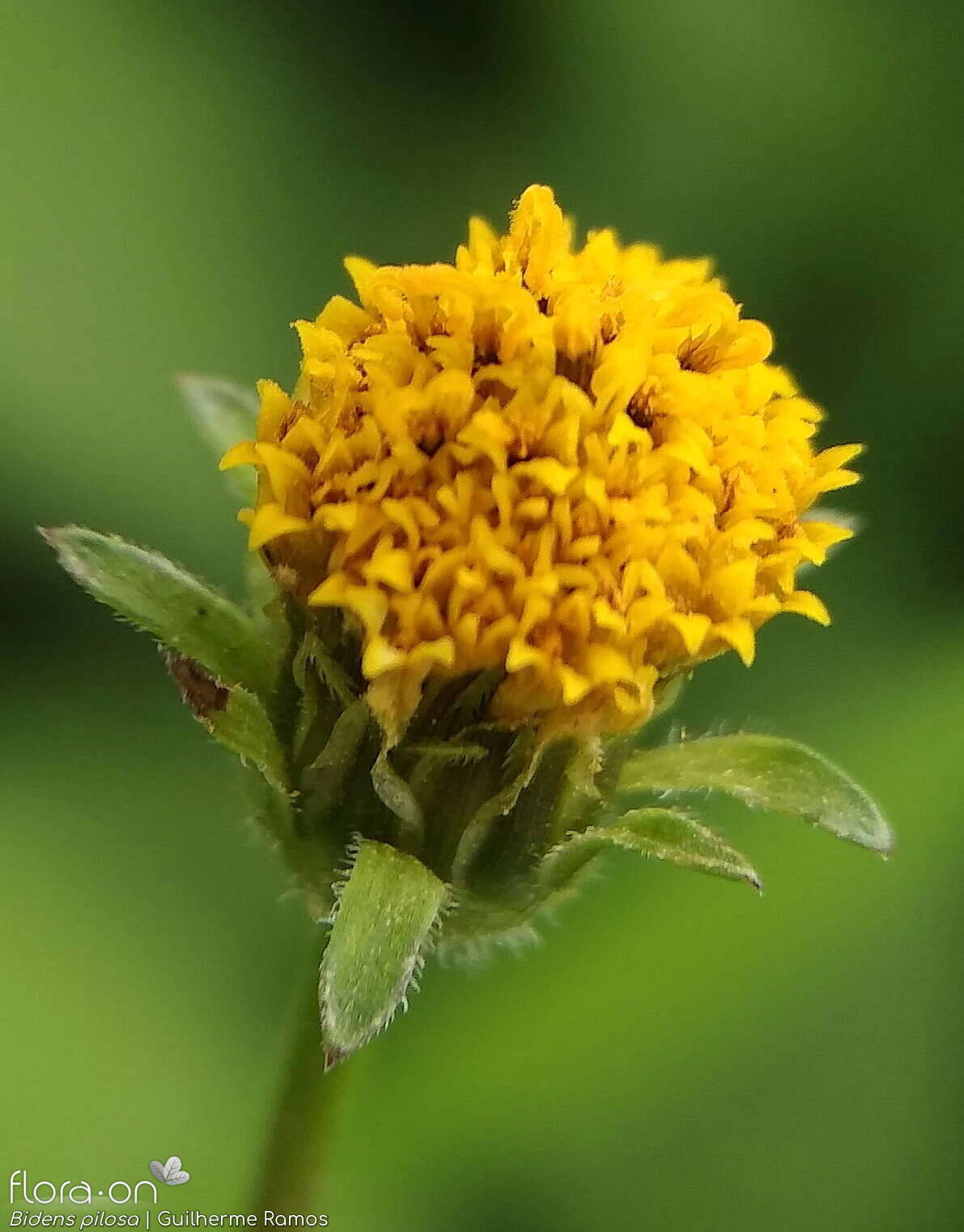 Bidens pilosa-(1) - Capítulo | Guilherme Ramos; CC BY-NC 4.0