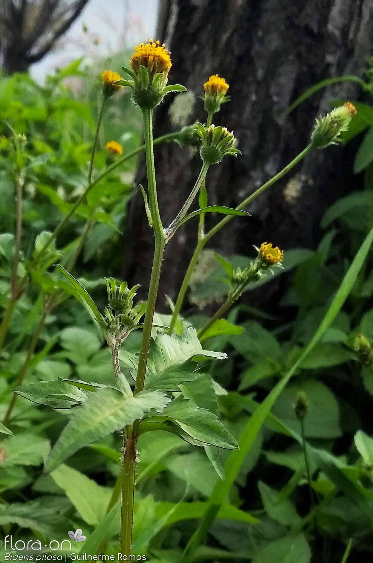 Bidens pilosa-(1) - Flor (geral) | Guilherme Ramos; CC BY-NC 4.0