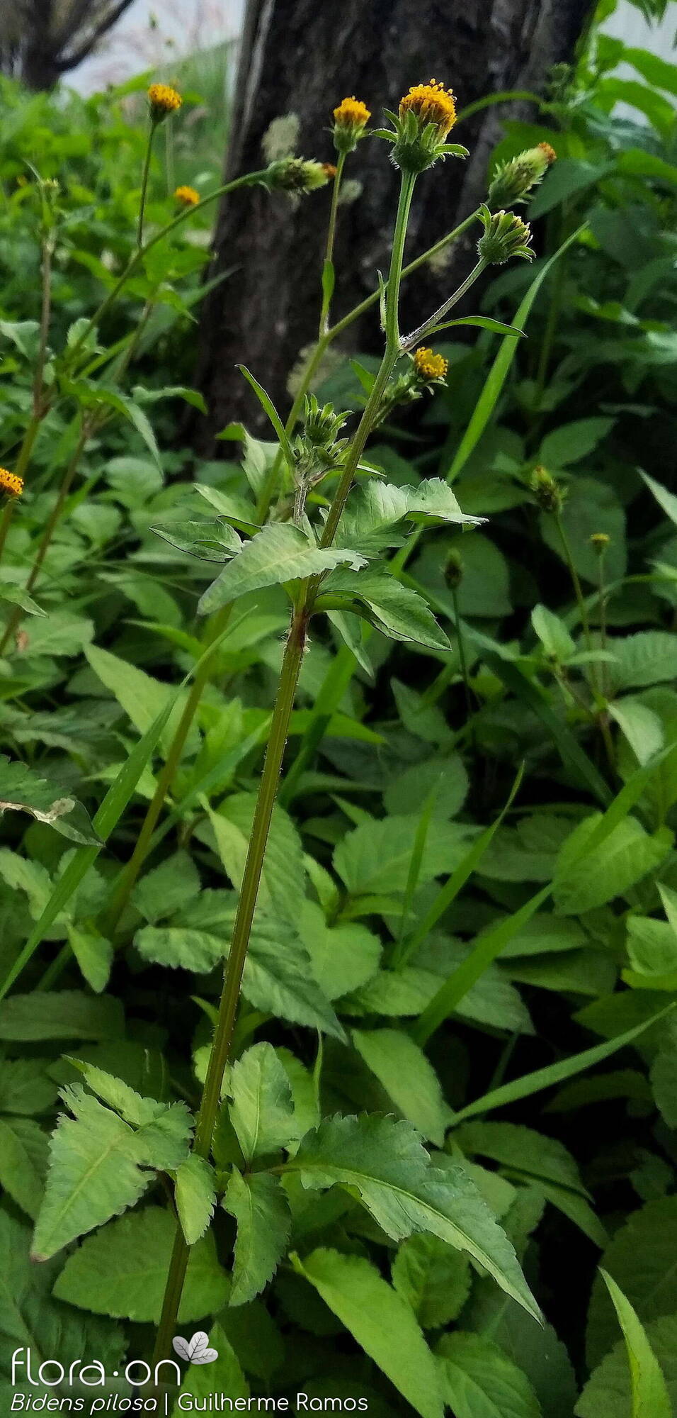 Bidens pilosa-(1) - Hábito | Guilherme Ramos; CC BY-NC 4.0