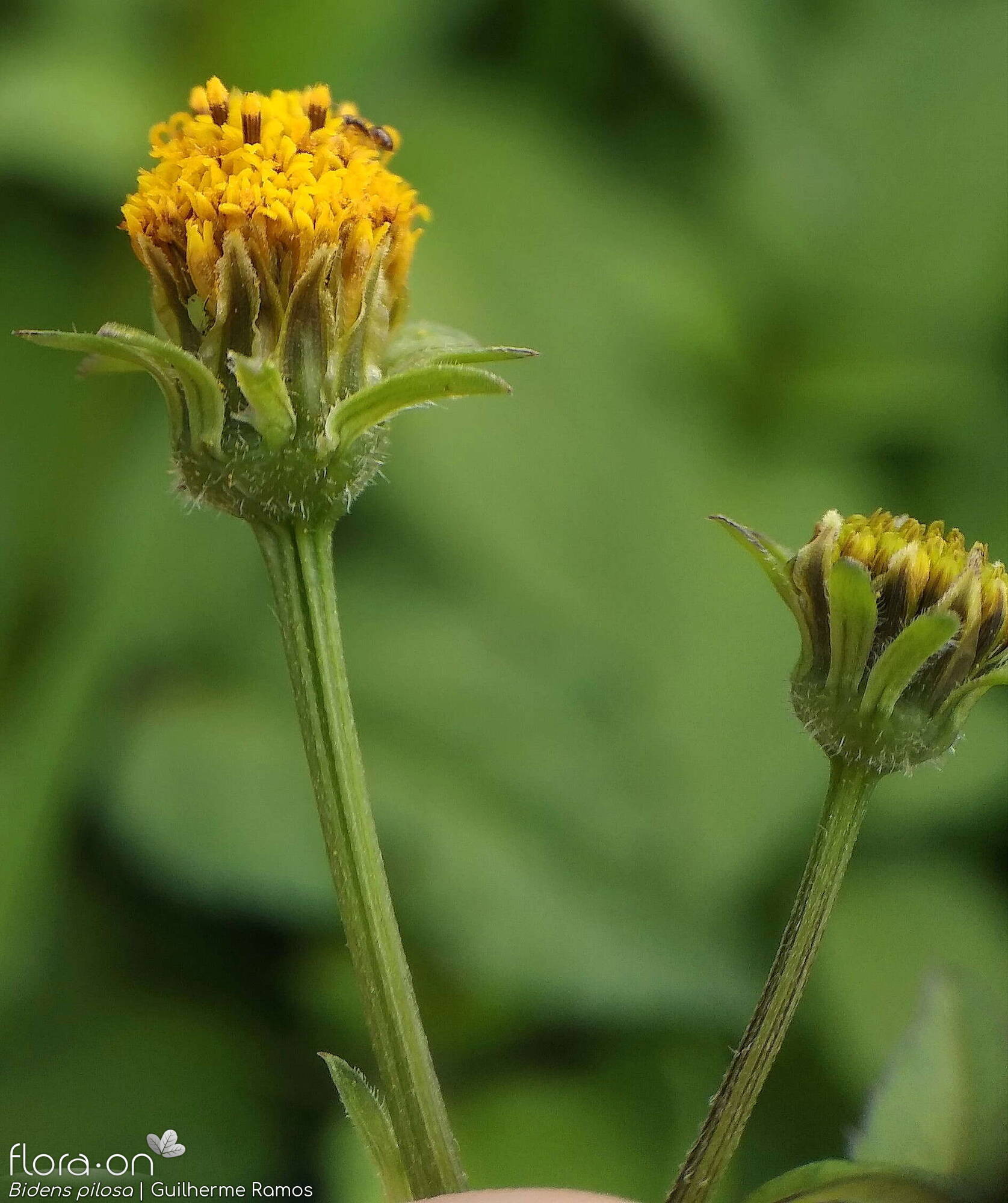 Bidens pilosa-(1) - Capítulo | Guilherme Ramos; CC BY-NC 4.0