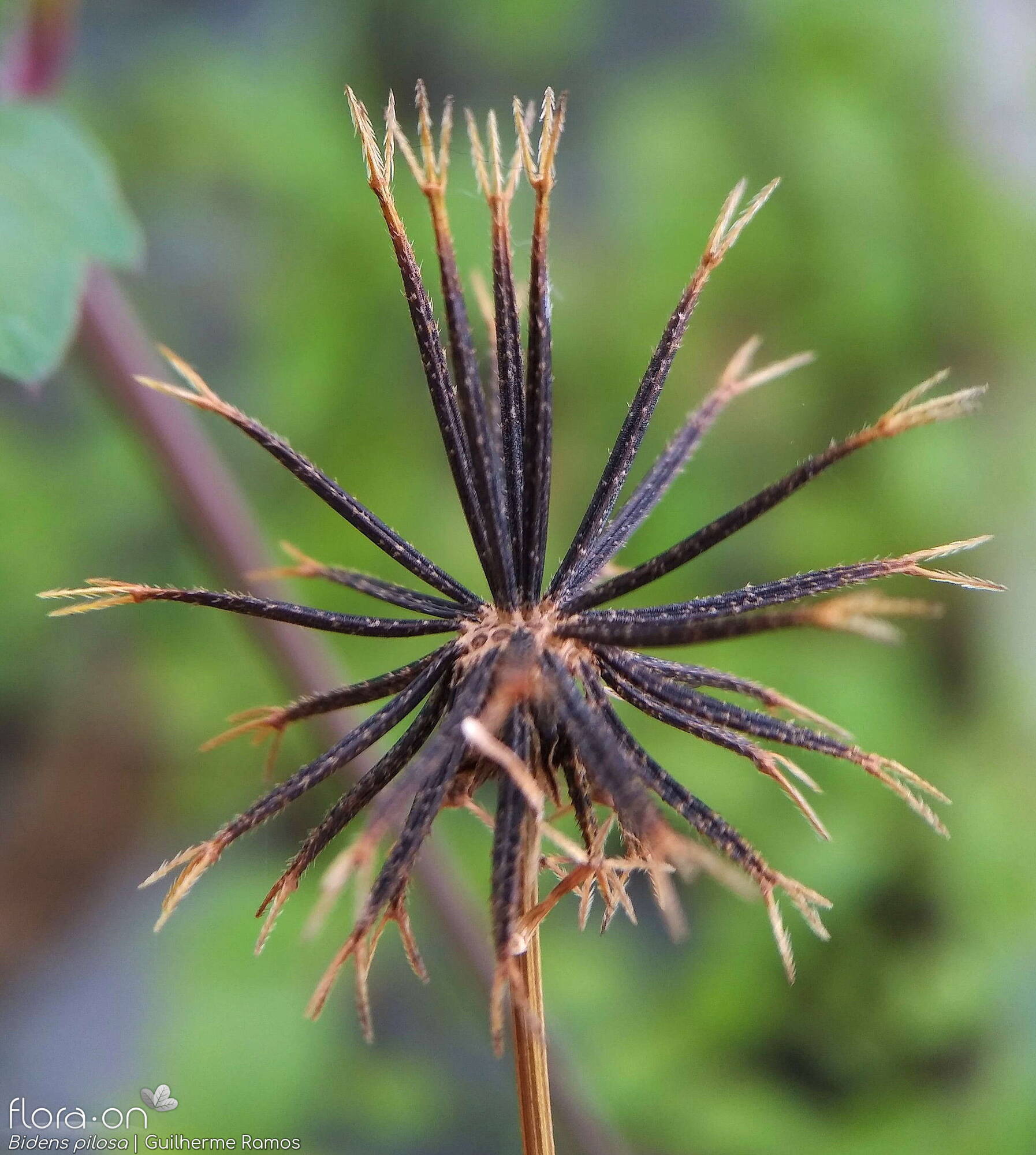 Bidens pilosa-(2) - Capítulo frutífero | Guilherme Ramos; CC BY-NC 4.0
