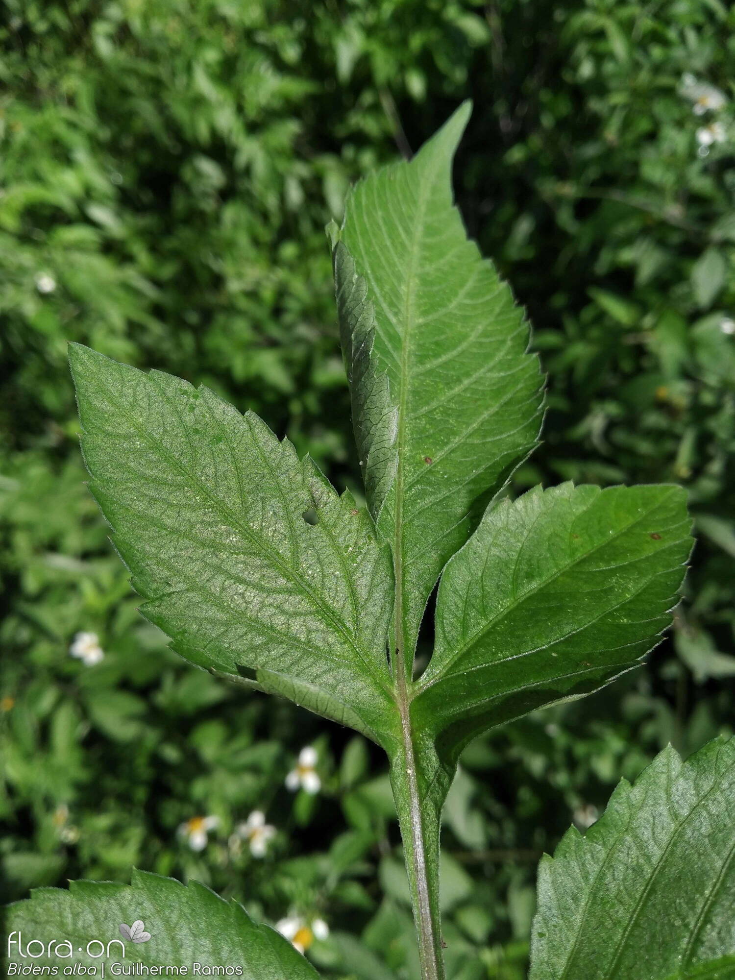 Bidens pilosa-(2) - Folha | Guilherme Ramos; CC BY-NC 4.0