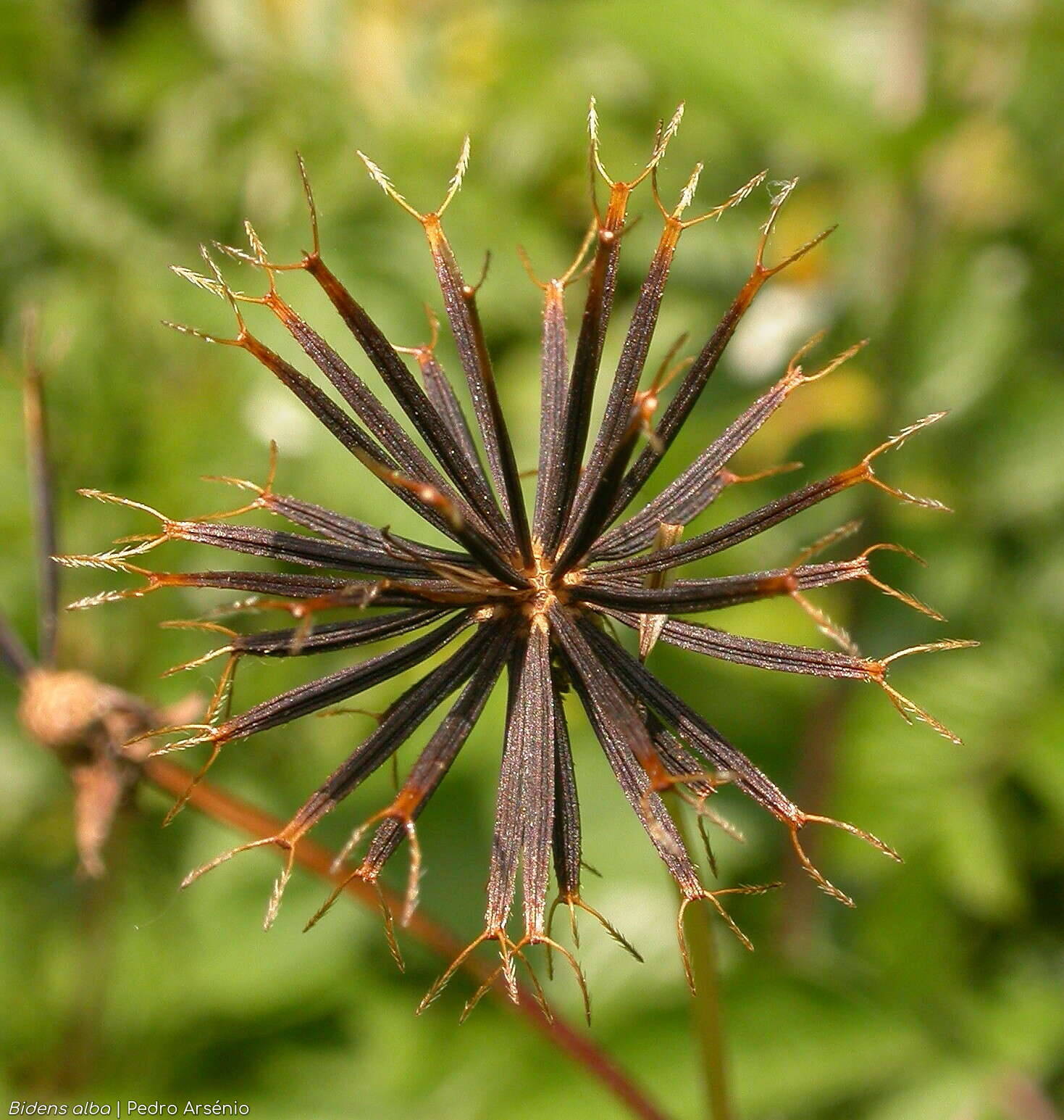Bidens pilosa-(2) - Capítulo frutífero | Pedro Arsénio; CC BY-NC 4.0