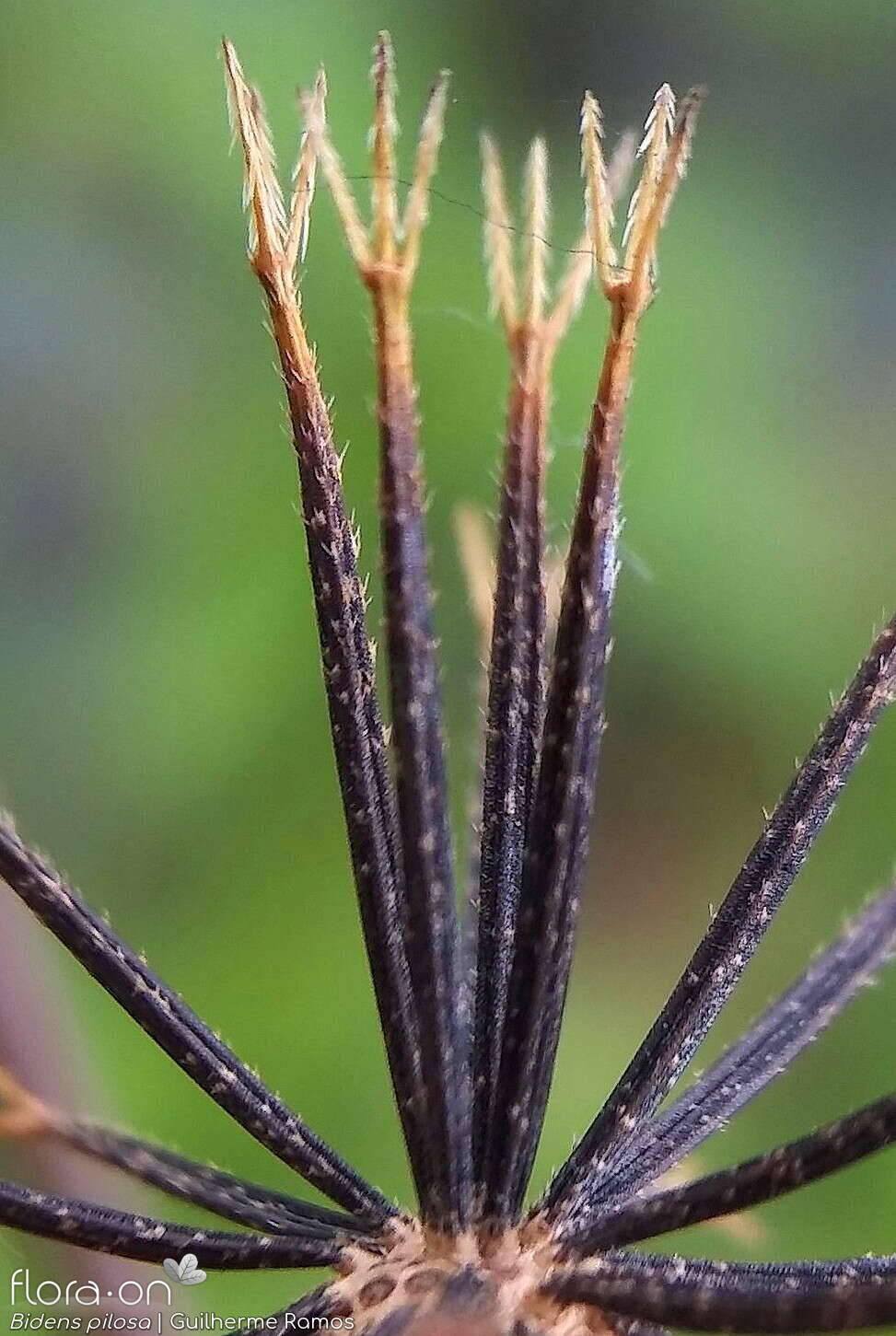 Bidens pilosa-(2) - Semente | Guilherme Ramos; CC BY-NC 4.0