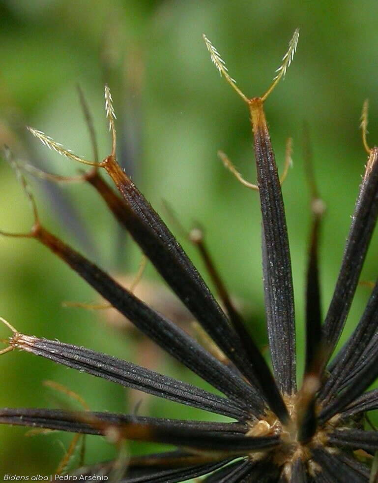 Bidens pilosa-(2) - Semente | Pedro Arsénio; CC BY-NC 4.0