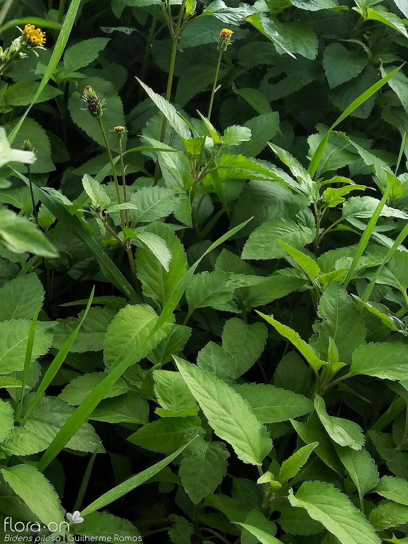 Bidens pilosa-(2) - Folha (geral) | Guilherme Ramos; CC BY-NC 4.0