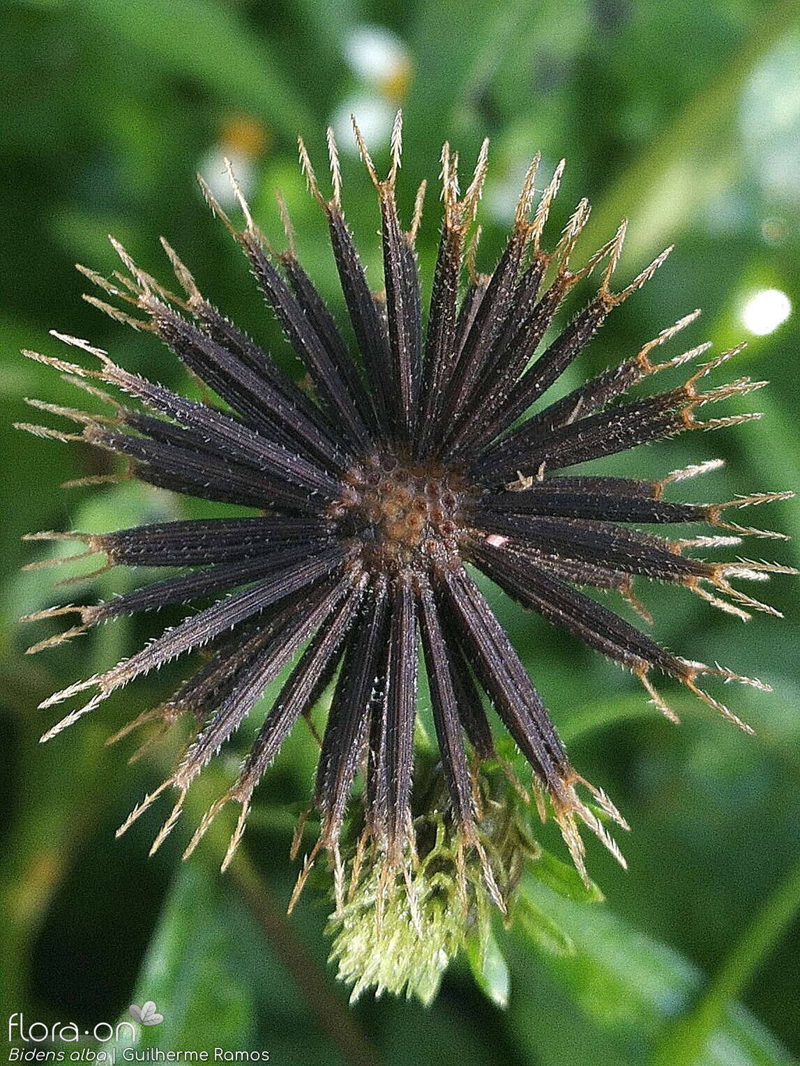 Bidens pilosa-(2) - Capítulo frutífero | Guilherme Ramos; CC BY-NC 4.0