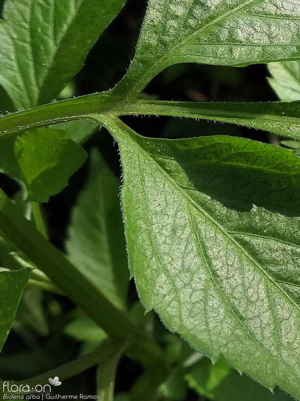 Bidens pilosa-(2) - Folha | Guilherme Ramos; CC BY-NC 4.0
