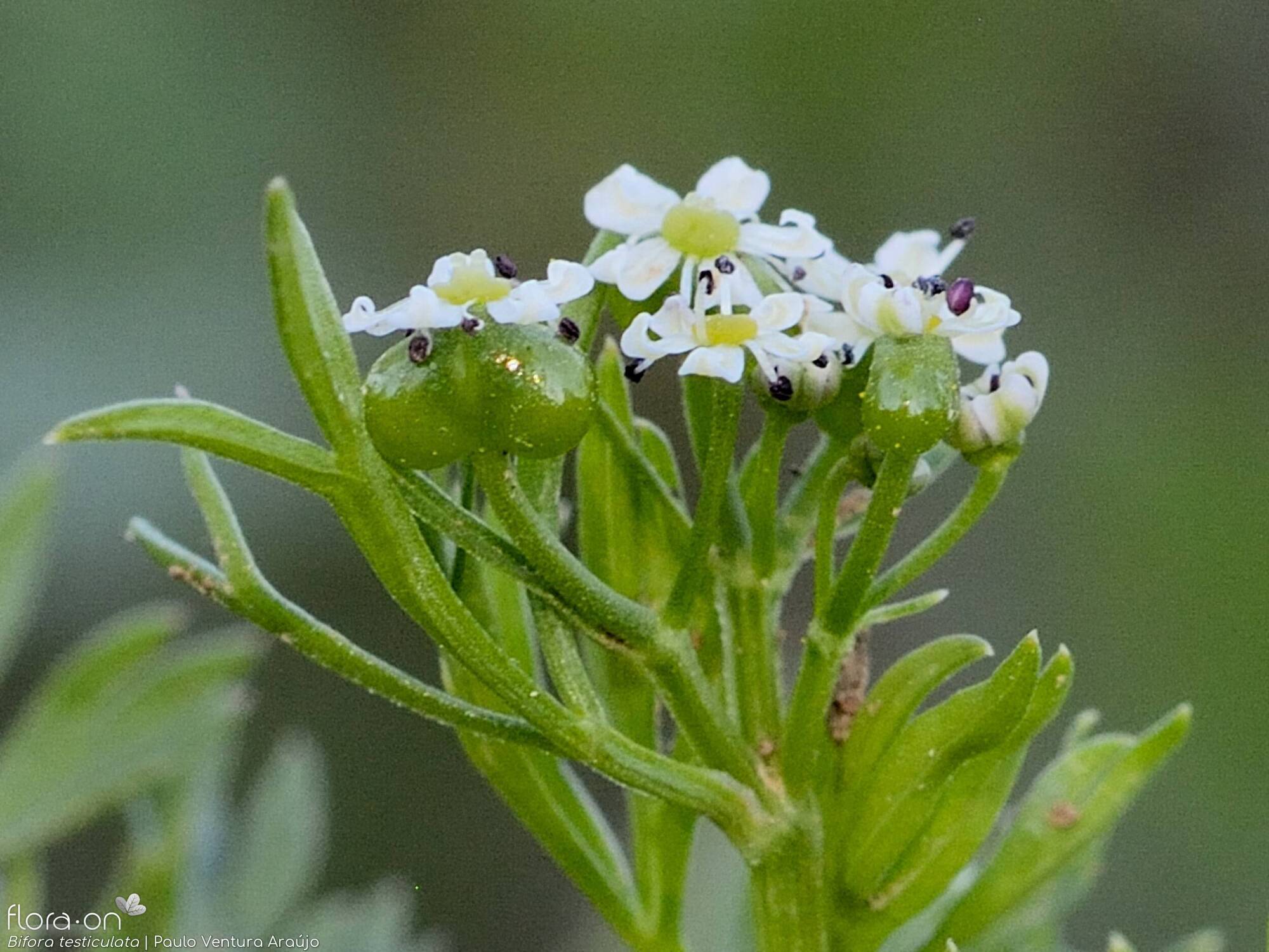 Bifora testiculata - Flor (close-up) | Paulo Ventura Araújo; CC BY-NC 4.0