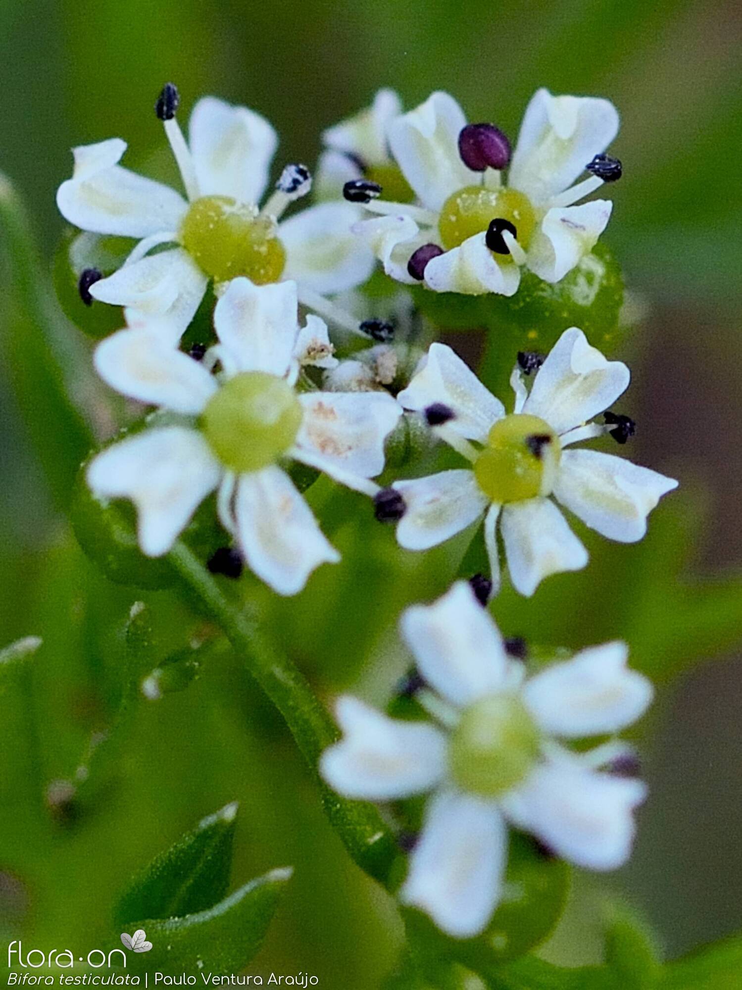 Bifora testiculata - Flor (close-up) | Paulo Ventura Araújo; CC BY-NC 4.0