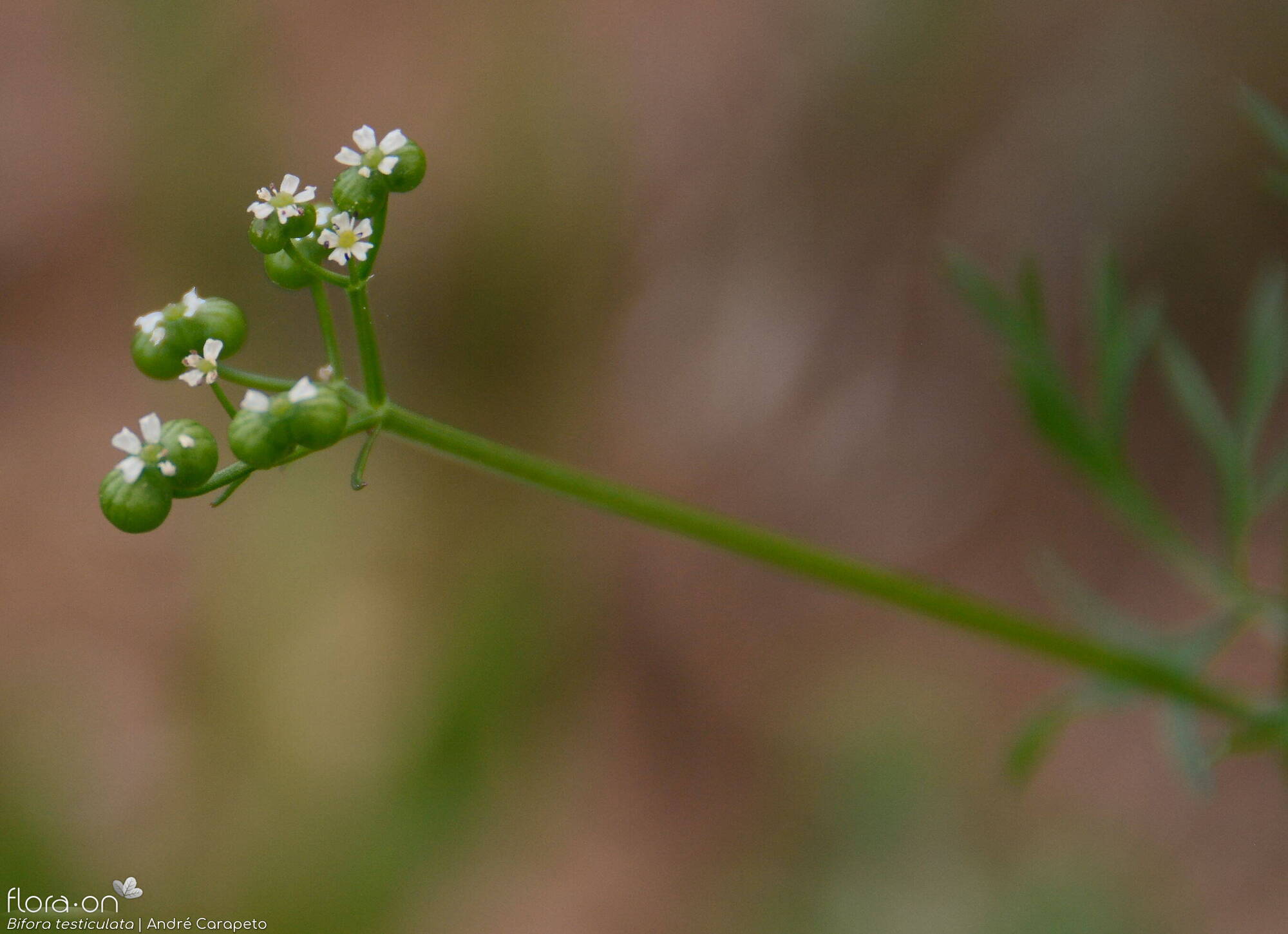 Bifora testiculata - Flor (geral) | André Carapeto; CC BY-NC 4.0