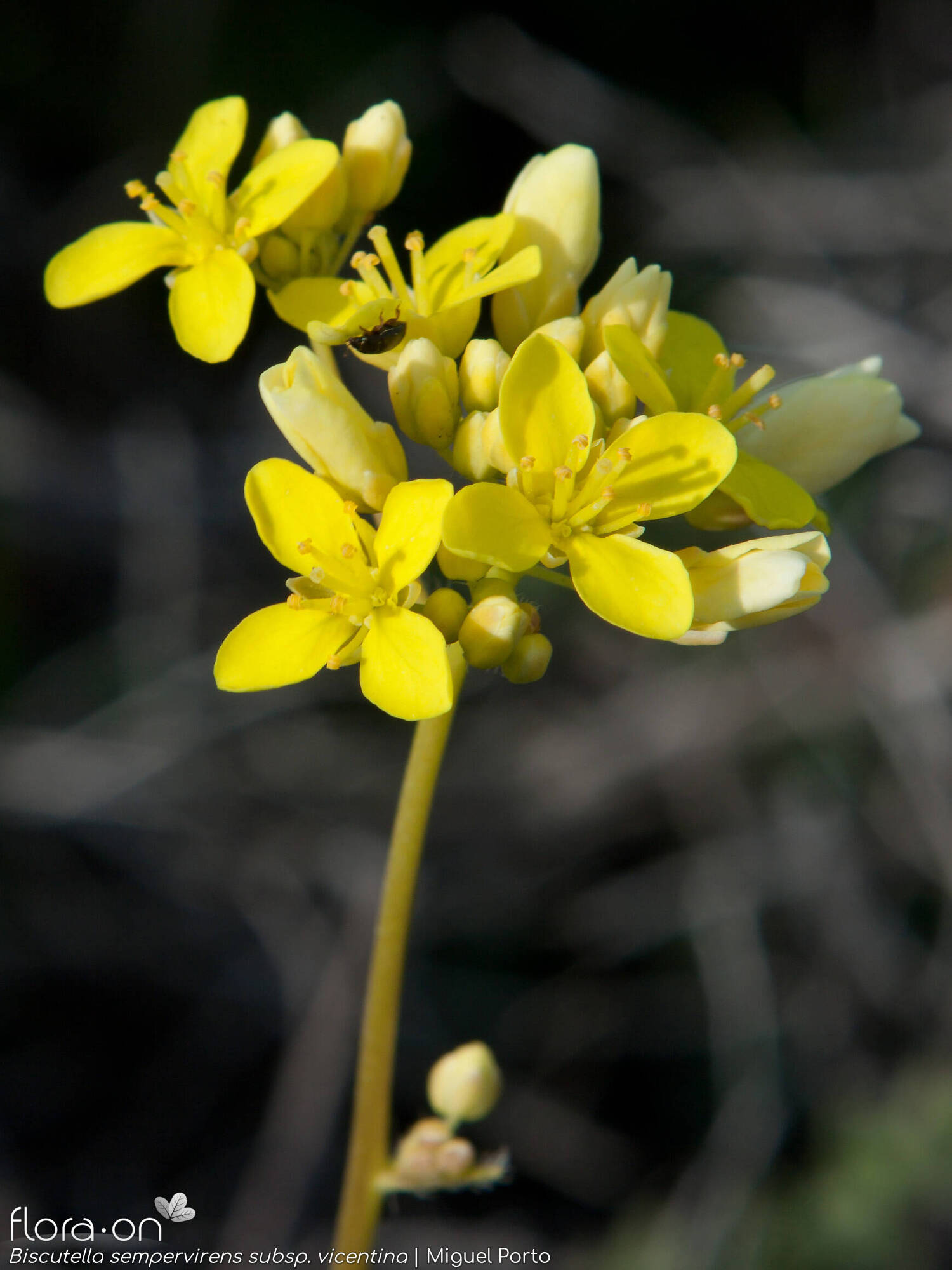Biscutella sempervirens vicentina - Flor (geral) | Miguel Porto; CC BY-NC 4.0