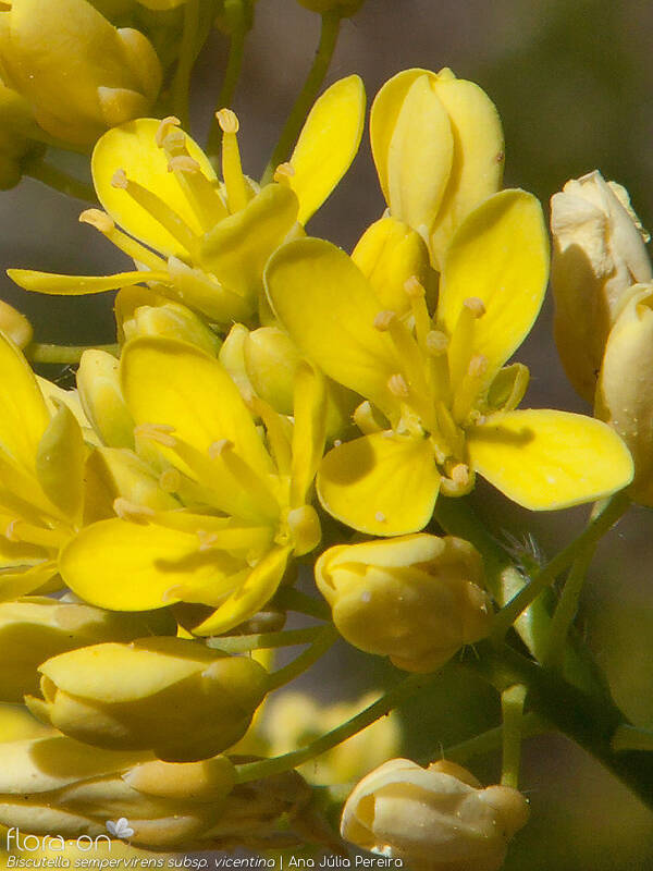 Biscutella sempervirens vicentina - Flor (close-up) | Ana Júlia Pereira; CC BY-NC 4.0