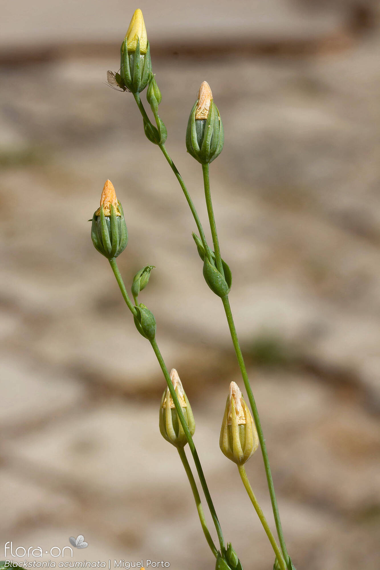 Blackstonia acuminata - Flor (geral) | Miguel Porto; CC BY-NC 4.0