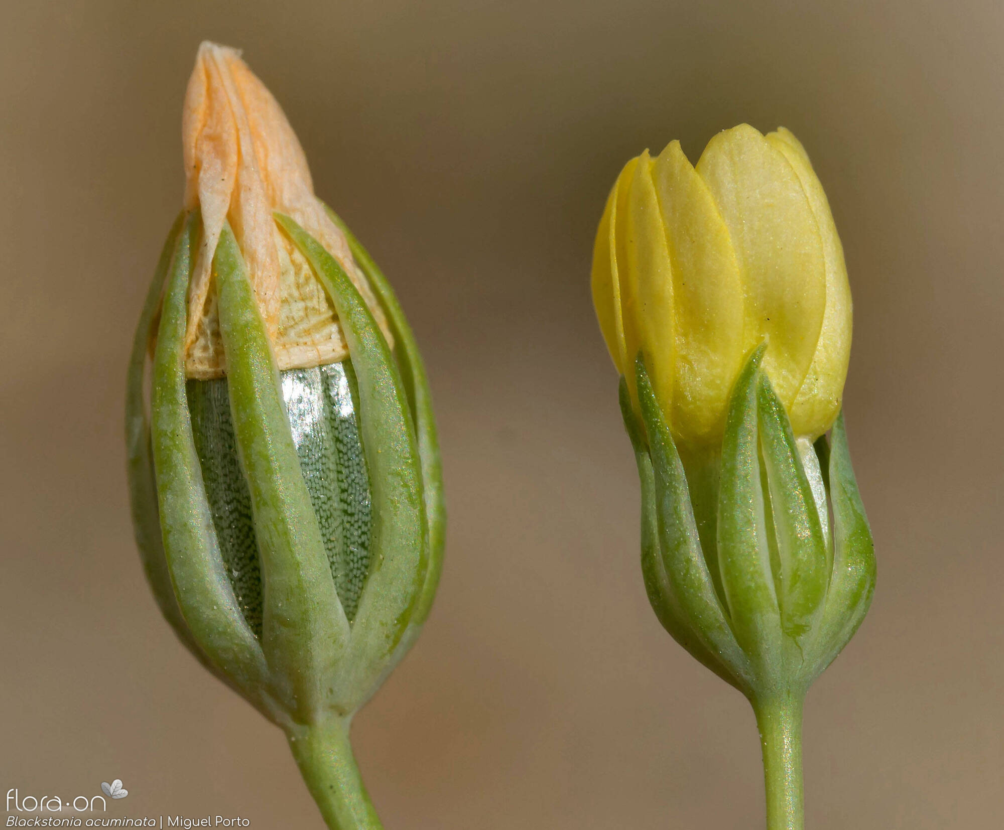 Blackstonia acuminata - Flor (close-up) | Miguel Porto; CC BY-NC 4.0
