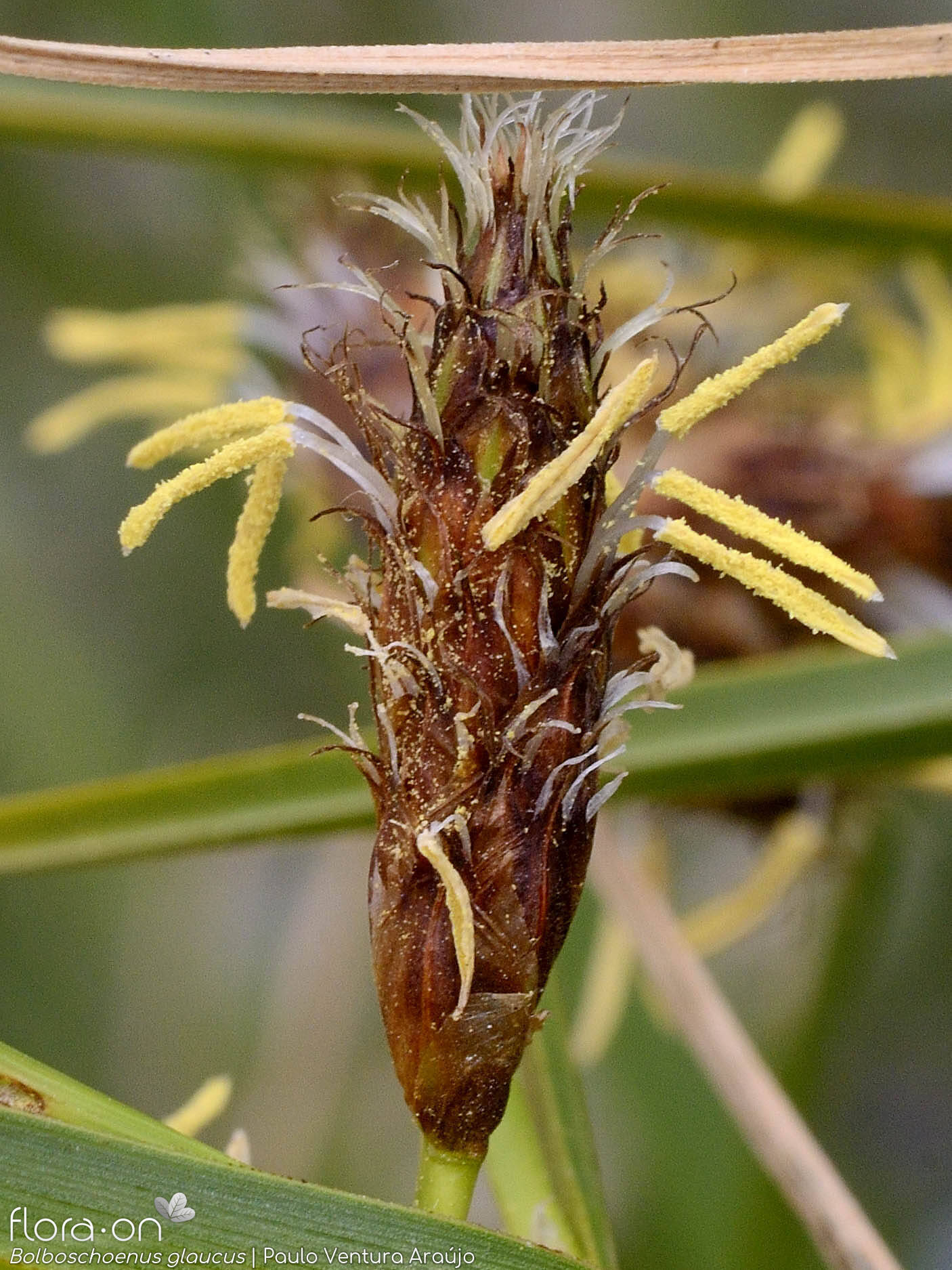 Bolboschoenus glaucus - Flor (close-up) | Paulo Ventura Araújo; CC BY-NC 4.0