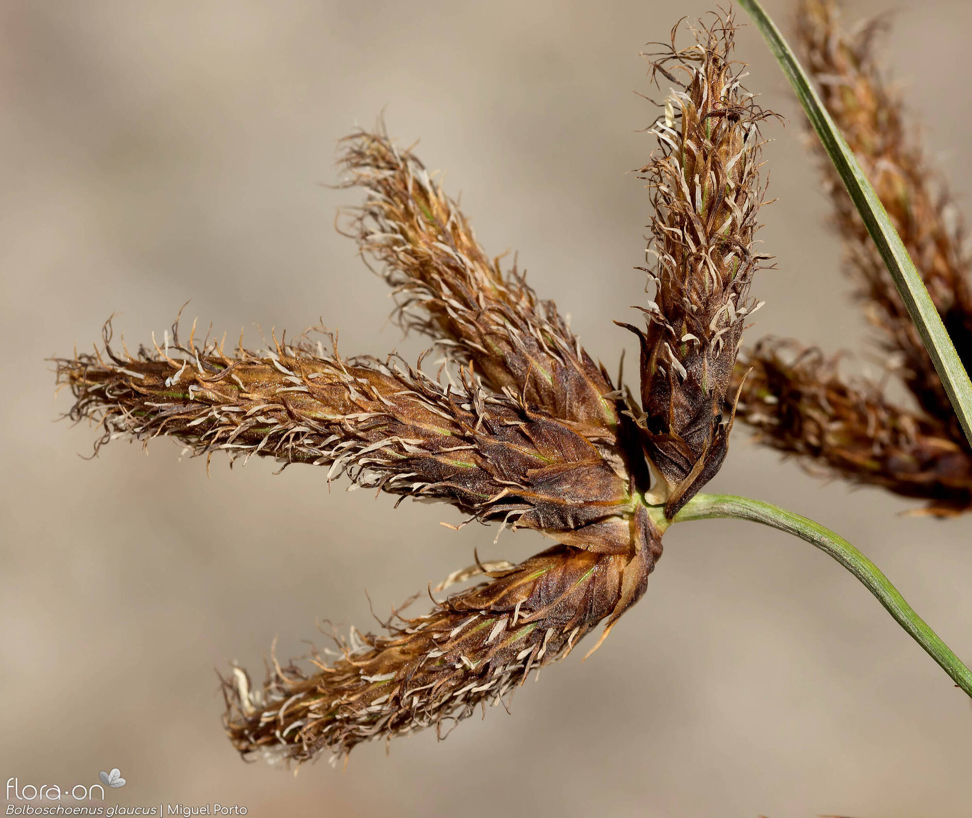 Bolboschoenus glaucus - Flor (close-up) | Miguel Porto; CC BY-NC 4.0