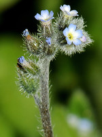 Boraginaceae