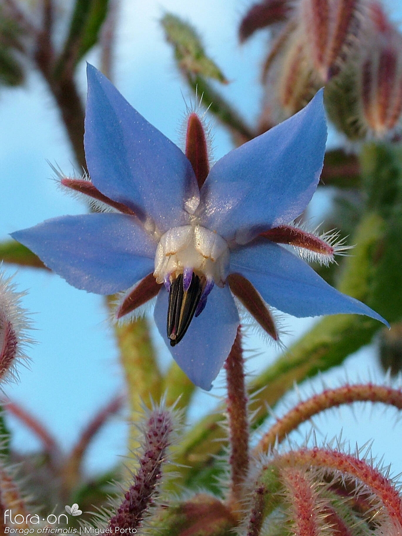 Borago