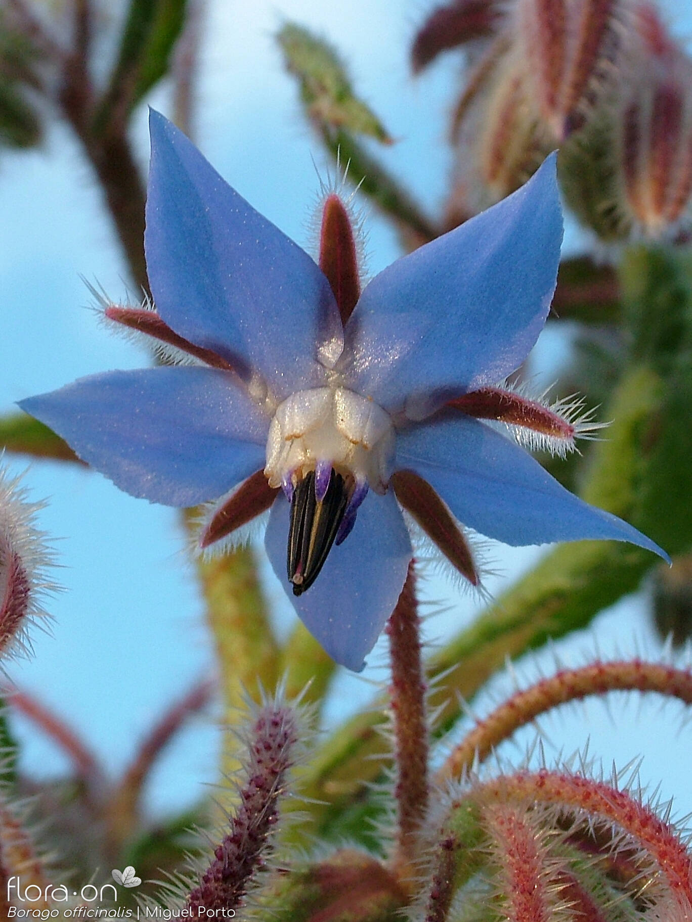 Borago officinalis - Flor (close-up) | Miguel Porto; CC BY-NC 4.0